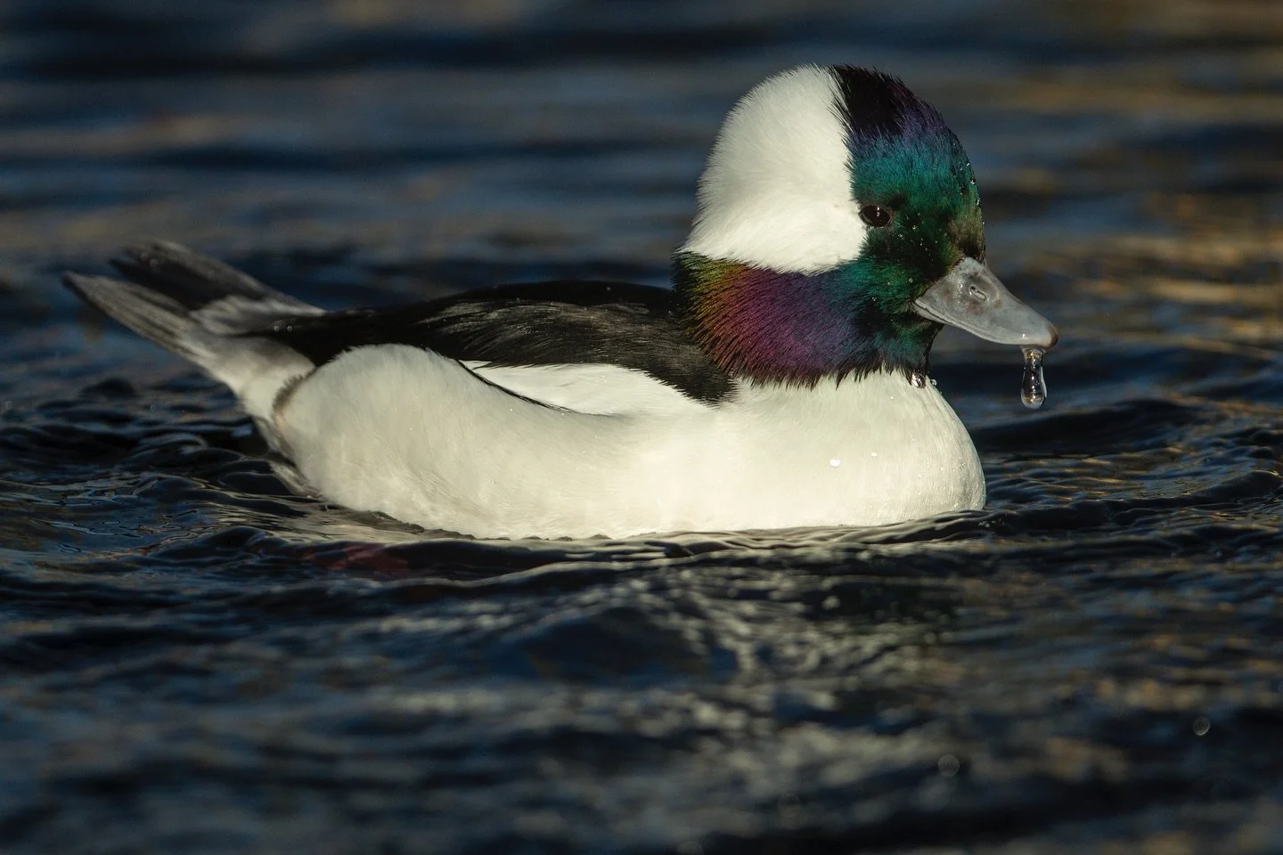 Have you ever heard of the Federal Duck Stamp? 

In 1934 when the vital need for conservation of wetlands and the migratory birds they support was noticed the &ldquo;Migratory Bird Hunting Stamp Act&rdquo; was passed. Since its inception 90 years ago