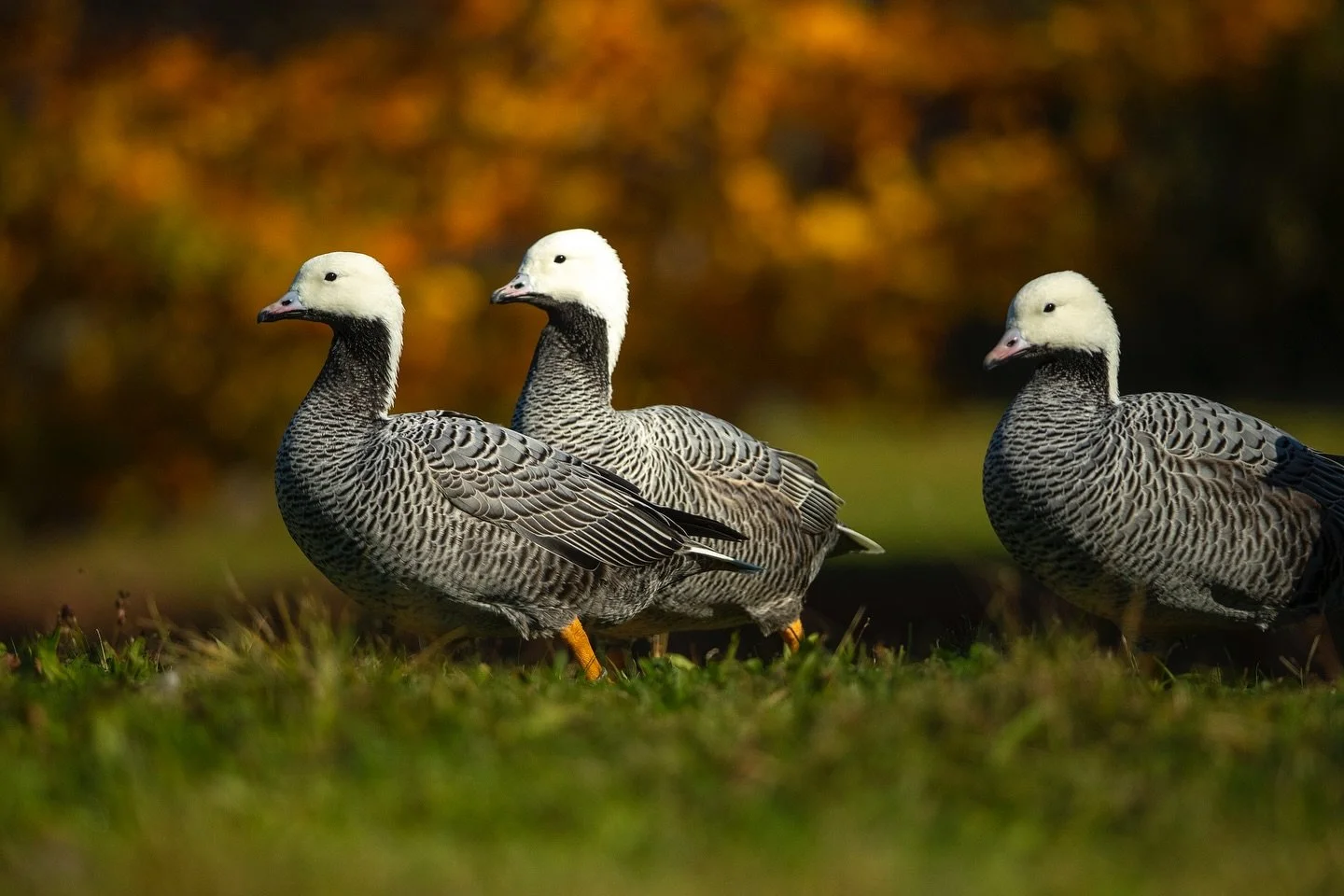 As we welcome Fall, so do our birds! Many of our species prefer cold weather so the start of our cooler months is always an anticipated arrival here at the Conservancy. 

With 2 months left of our visitation season we hope to see you at Ripley soon -