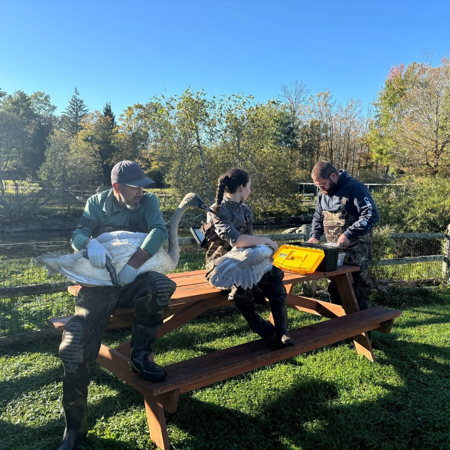 All hands on deck from our Aviculture team for swan health check day!
Our young Trumpeter and Coscoroba swans are getting their health checks with our vet today before they move off to their new locations. 
During these checks they received bands whi