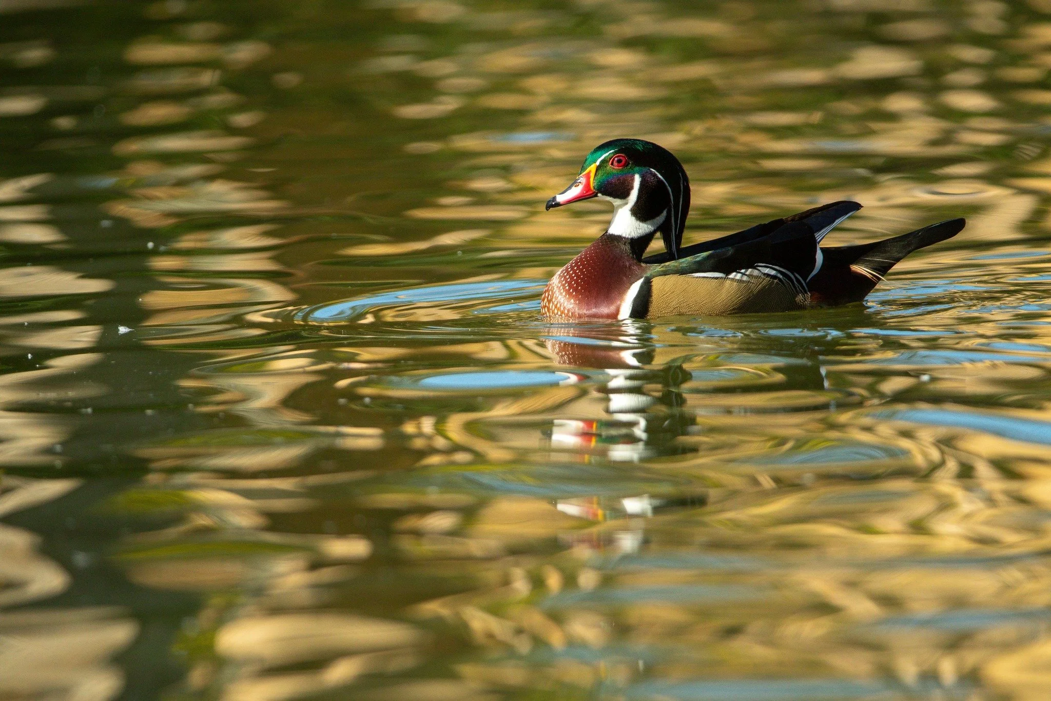 The North American Wood duck is one of the most decorated duck species found within the region. Their beautiful breeding plumage leads them to being a fan favorite when it comes to North American waterfowl.
If you live in the area, you may start to n