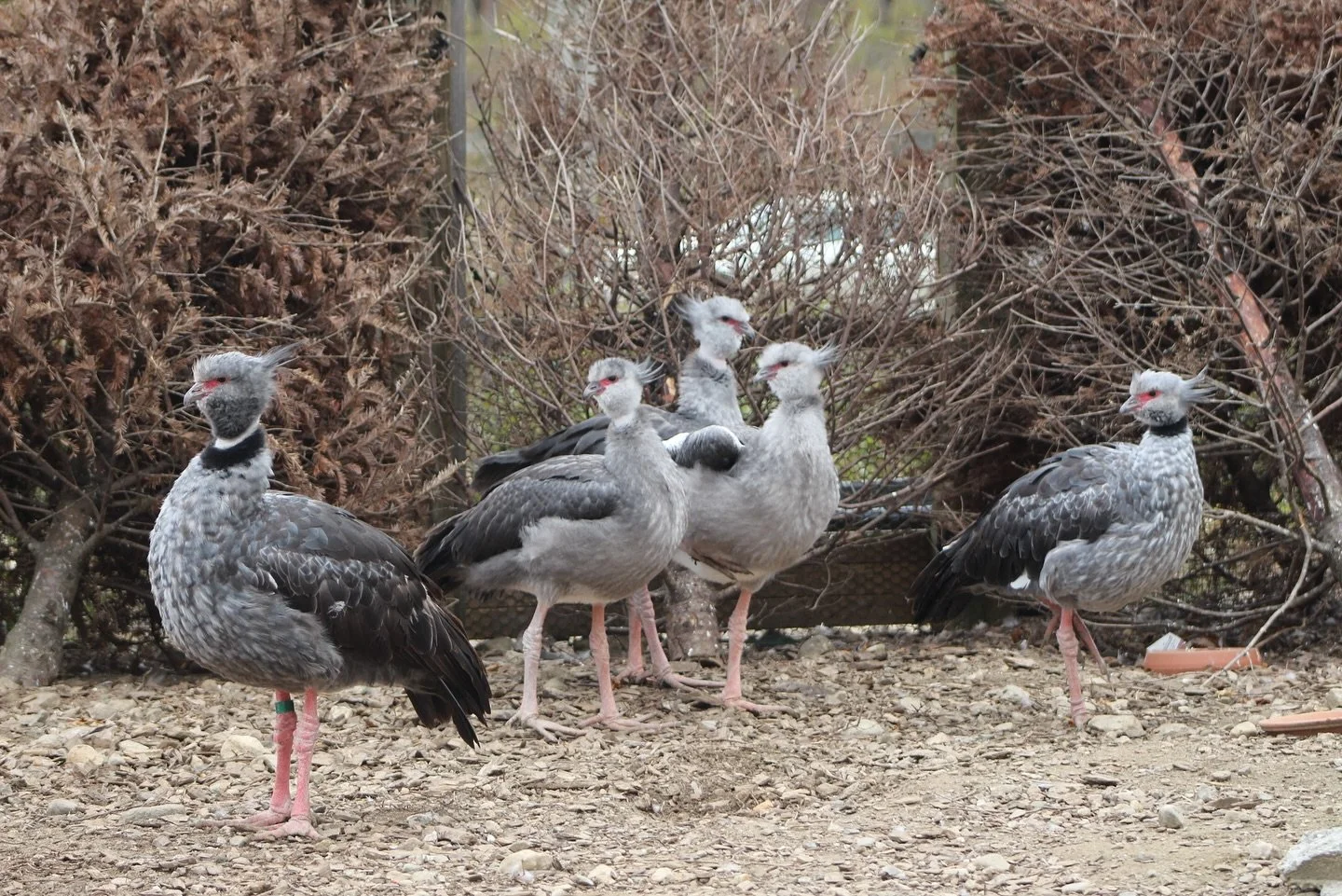 Hatched in July and now just under 4 months old the Southern screamer chicks are now fully grown! 

Being the first ever successful hatch of this species at the Conservancy has made for a fun and successful breeding season and we look forward to futu