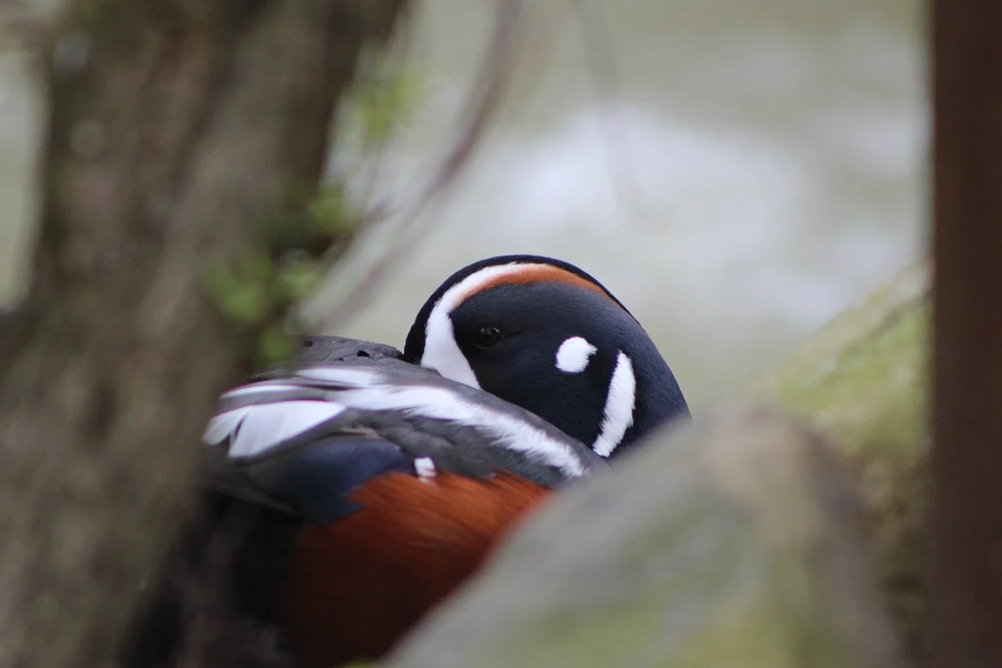 November is our last month open for regular public visitation for the season - Stop by Friday through Sunday from 10am-4pm, only 4 weekends left! 
.
.
.
#ripleywaterfowlconservancy #ripleybirds #waterfowl #conservation #harlequin #harlequinduck #divi