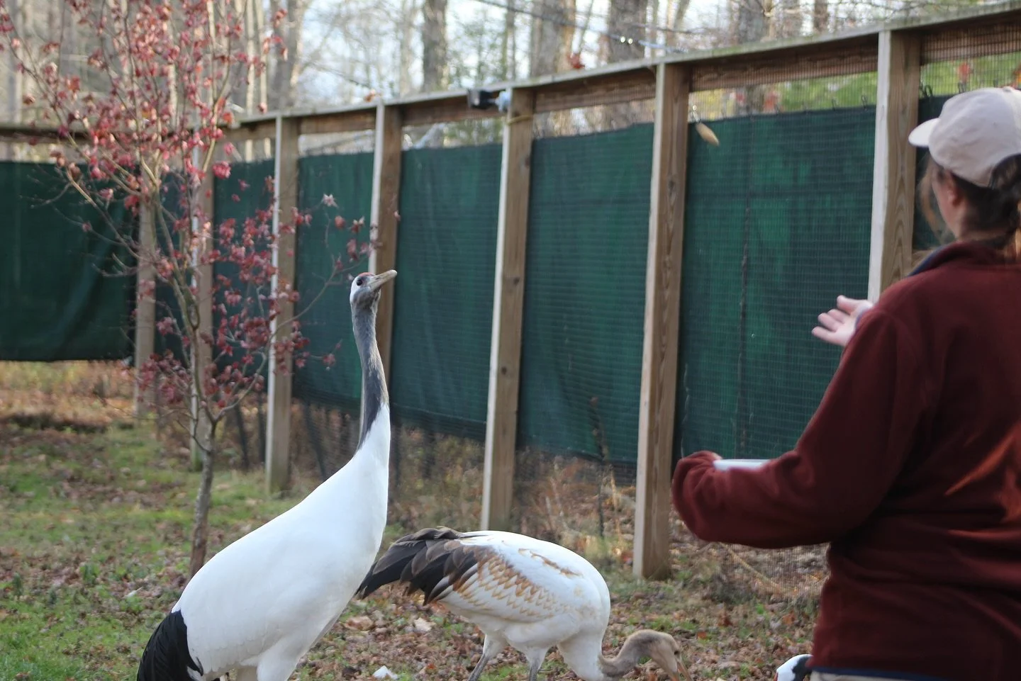 Afternoon enrichment with the Red-crowned cranes! 

Their favorite time of day, when the aviculturists do their afternoon rounds with peanuts and fish. The male likes to be front and center, catching the snacks thrown his way and shares them with his