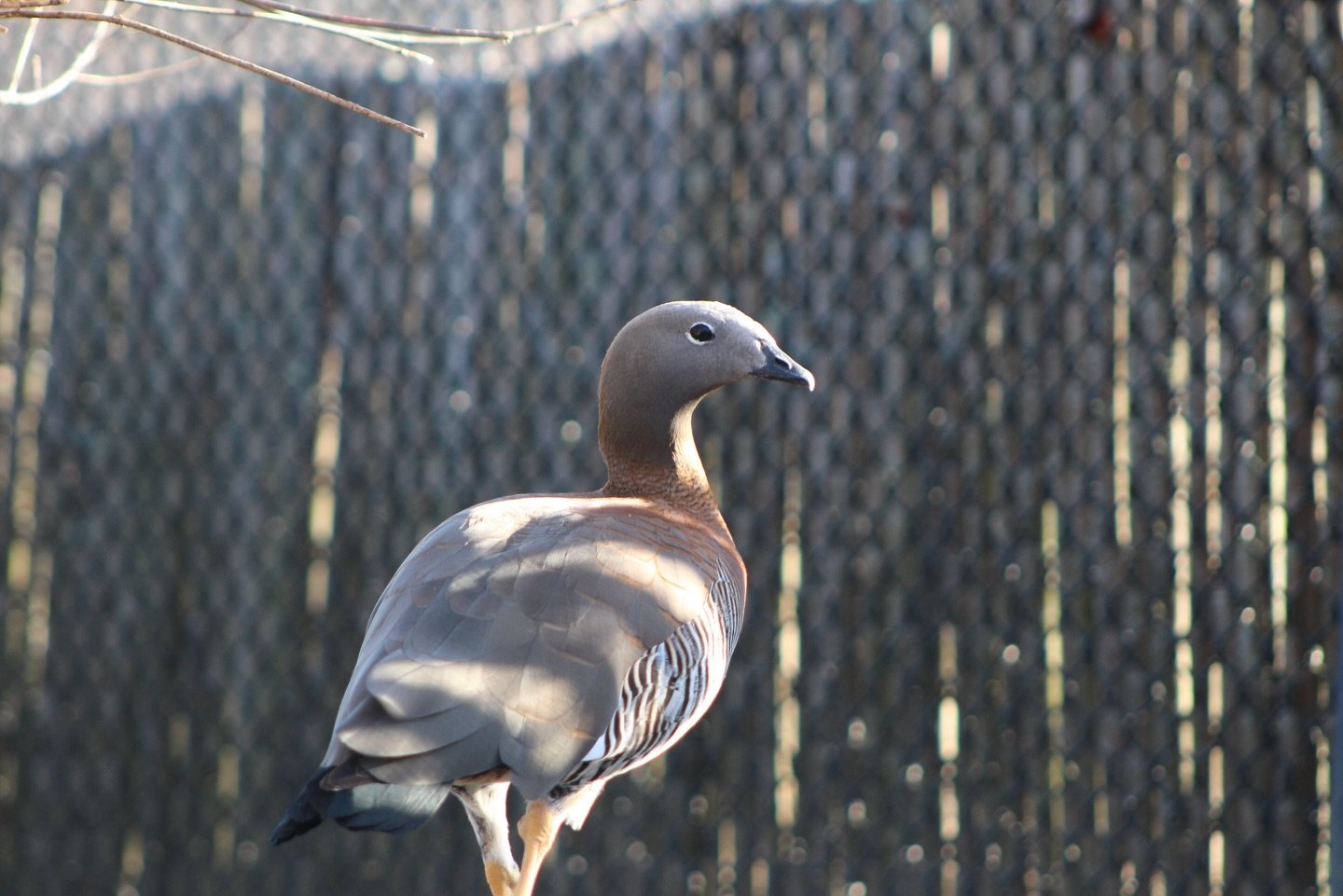 Multiple construction projects are currently in progress at the Conservancy, one of those being a new aviary that will feature 7 distinct enclosures.
This new aviary is intended to house species that have not been viewable by the public before such a