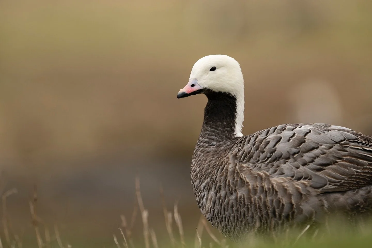At Ripley Waterfowl Conservancy, every step we take in protecting rare and endangered waterfowl is strengthened by your belief in our work. For 40 years, our mission has remained constant: to preserve valuable genetics and ensure these species have a
