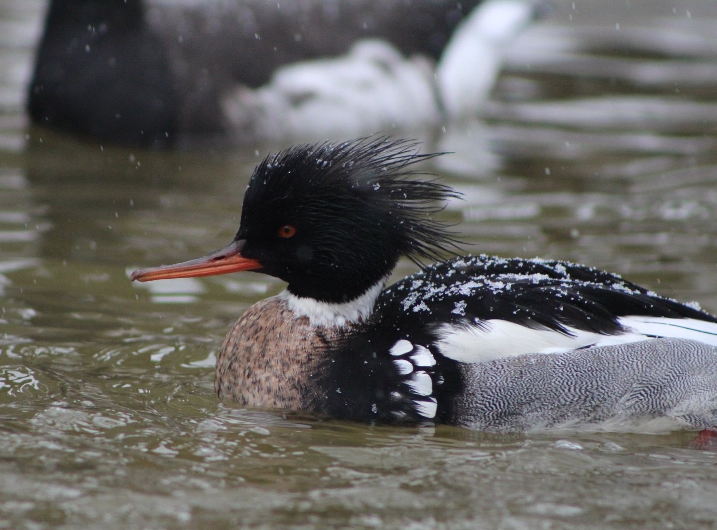 During winter snow showers you may notice a build up of snow on our birds back. This is a sign of proper waterproofing and insulation, a vital adaptation needed to survive the winter!

They are also adapted to withstand their feet being exposed to fr