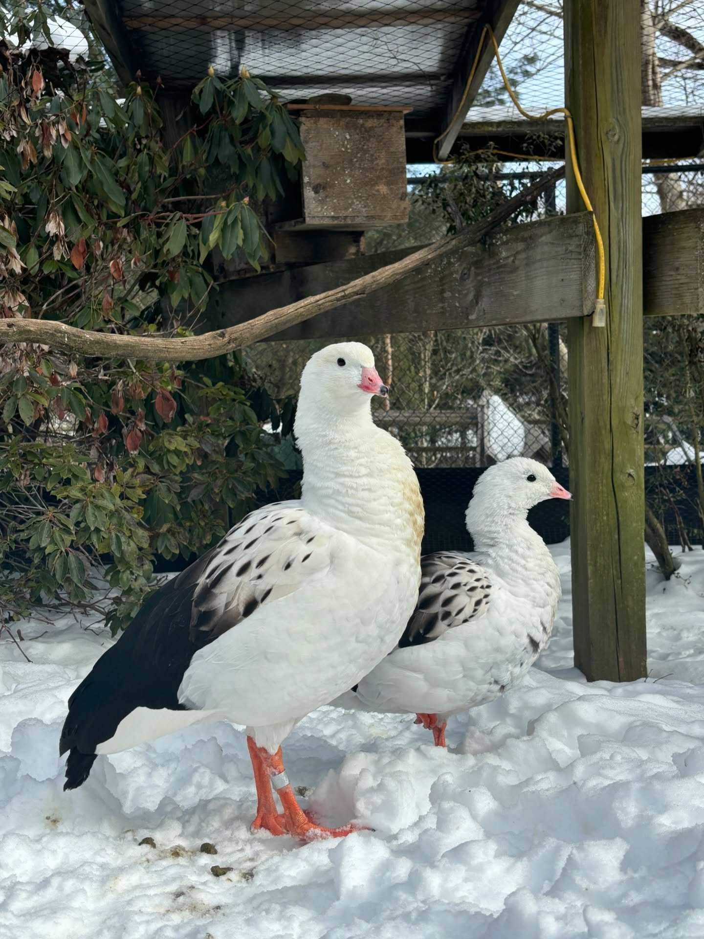 With a winter storm that brought another 15 inches of snow today, our team has had a busy winter. Chopping ice, clearing snow and caring for the birds all in a days work!

You have already helped us raise over $6,000 towards our goal for a new water 