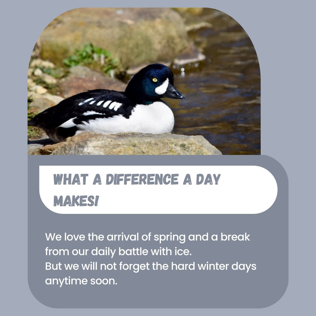 With the rise in temperature today it has us thinking spring, but we know winter is not over yet!

We are almost half way to our goal for our new water circulation system! Click the link in our bio to support and keep our flock happy and healthy all 