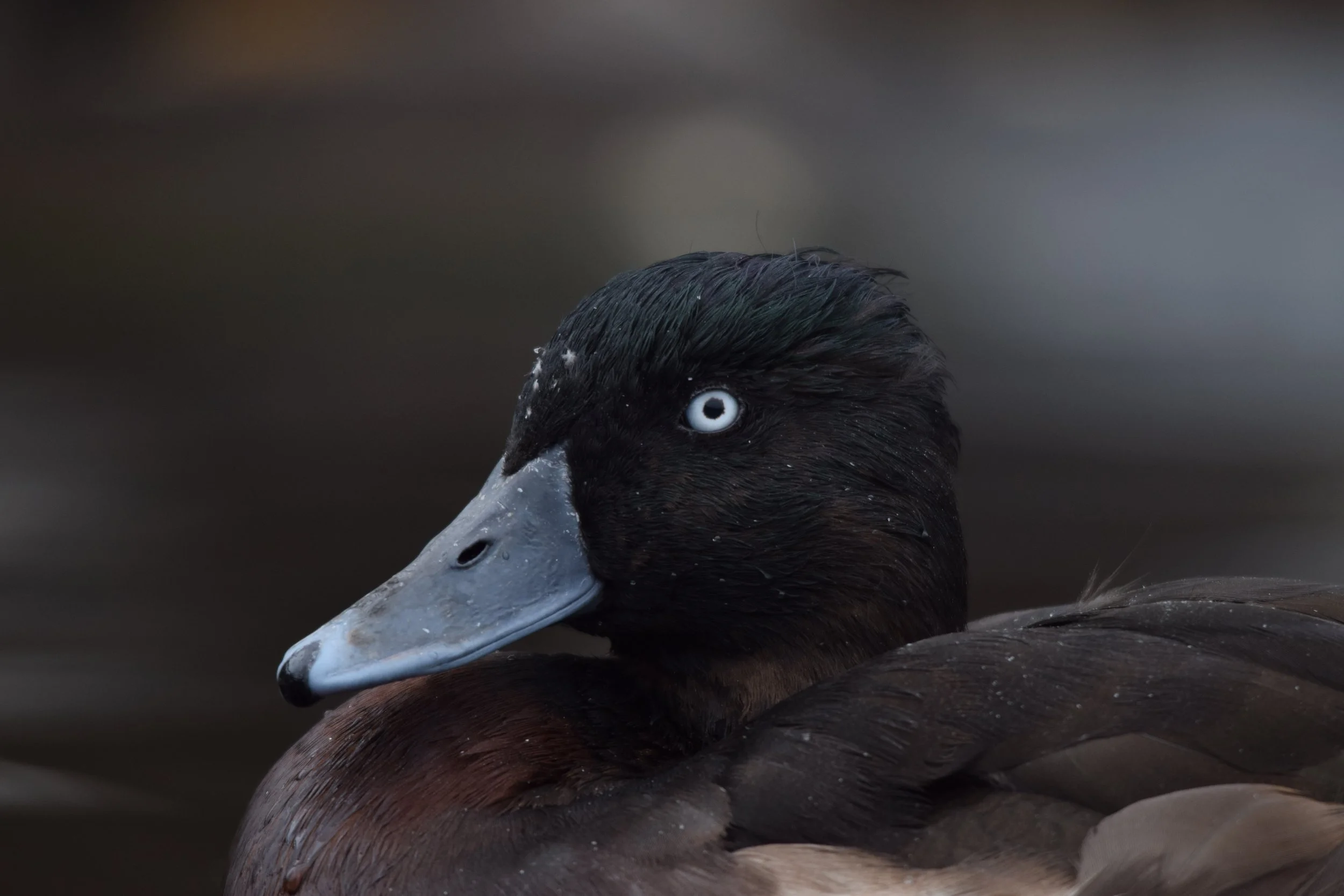 Spring 2026 Newsletter