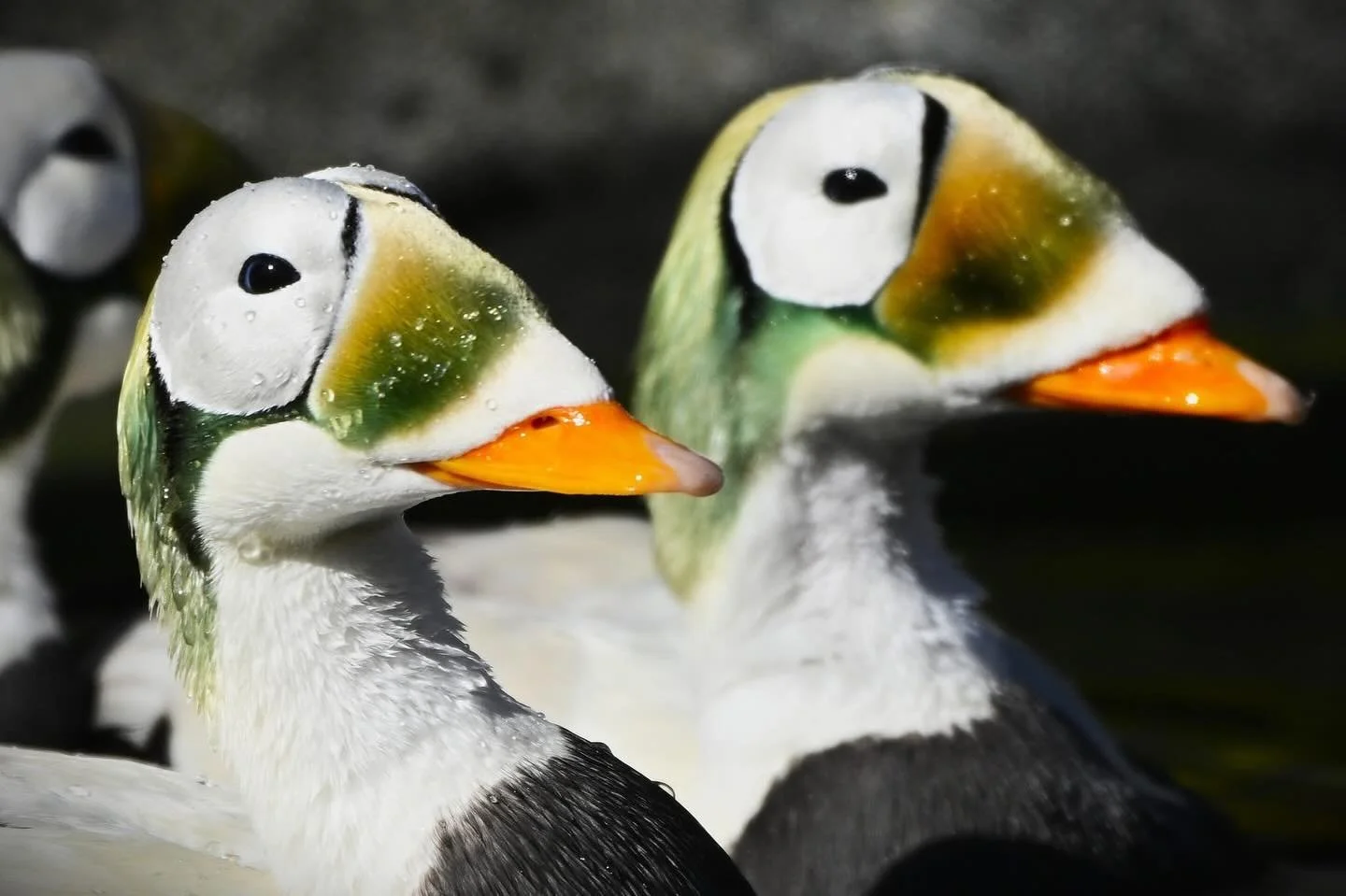 With the arrival of spring, it is a great time for photographers to visit the Conservancy and get photos of our flock in their breeding plumage! These beautiful images were taken by photographer Steve Hackett (@wildlifephotographysteve727) during a r