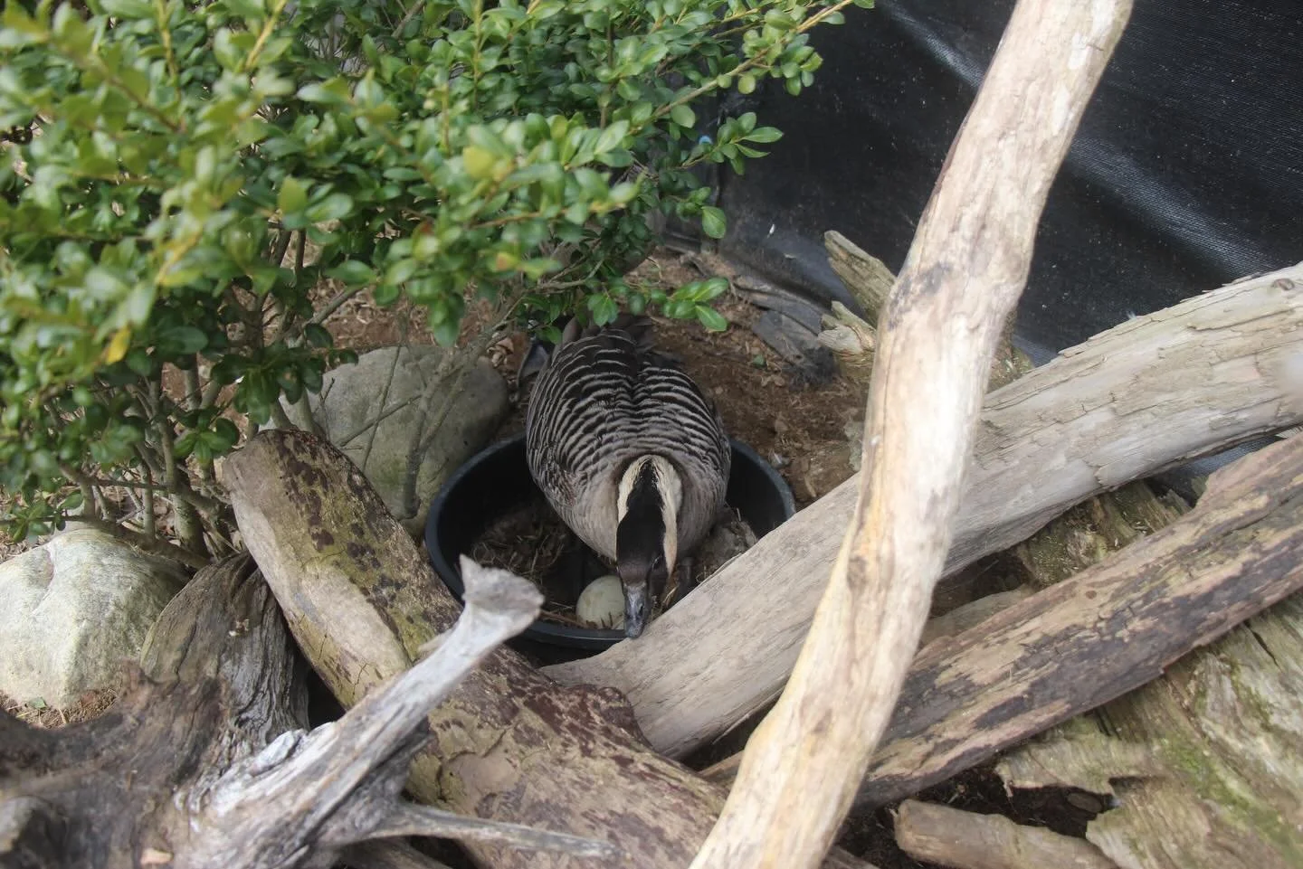 Tucked safely away under the watchful eye of this Nēnē pair are some of our first eggs of the season. A welcome sight that launches us into our nesting season here at Ripley!

From now through September, our aviculturists will be closely monitoring n