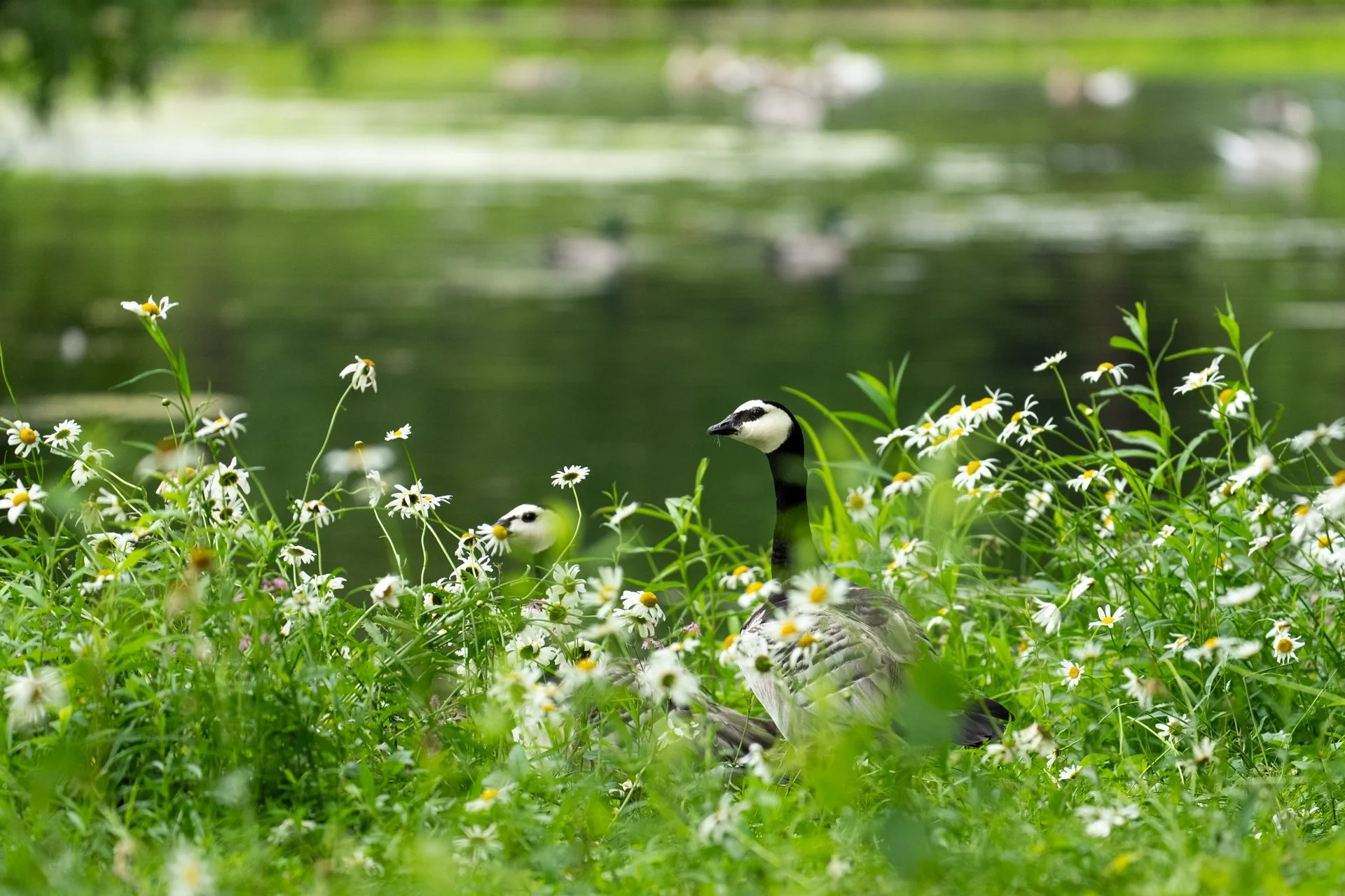 Happy Earth Day!

We hope that today you take time to observe the diversity that surrounds us in nature, and appreciate the importance of preserving that.

Species are disappearing at an alarming rate - 61% of the worlds bird species are currently de