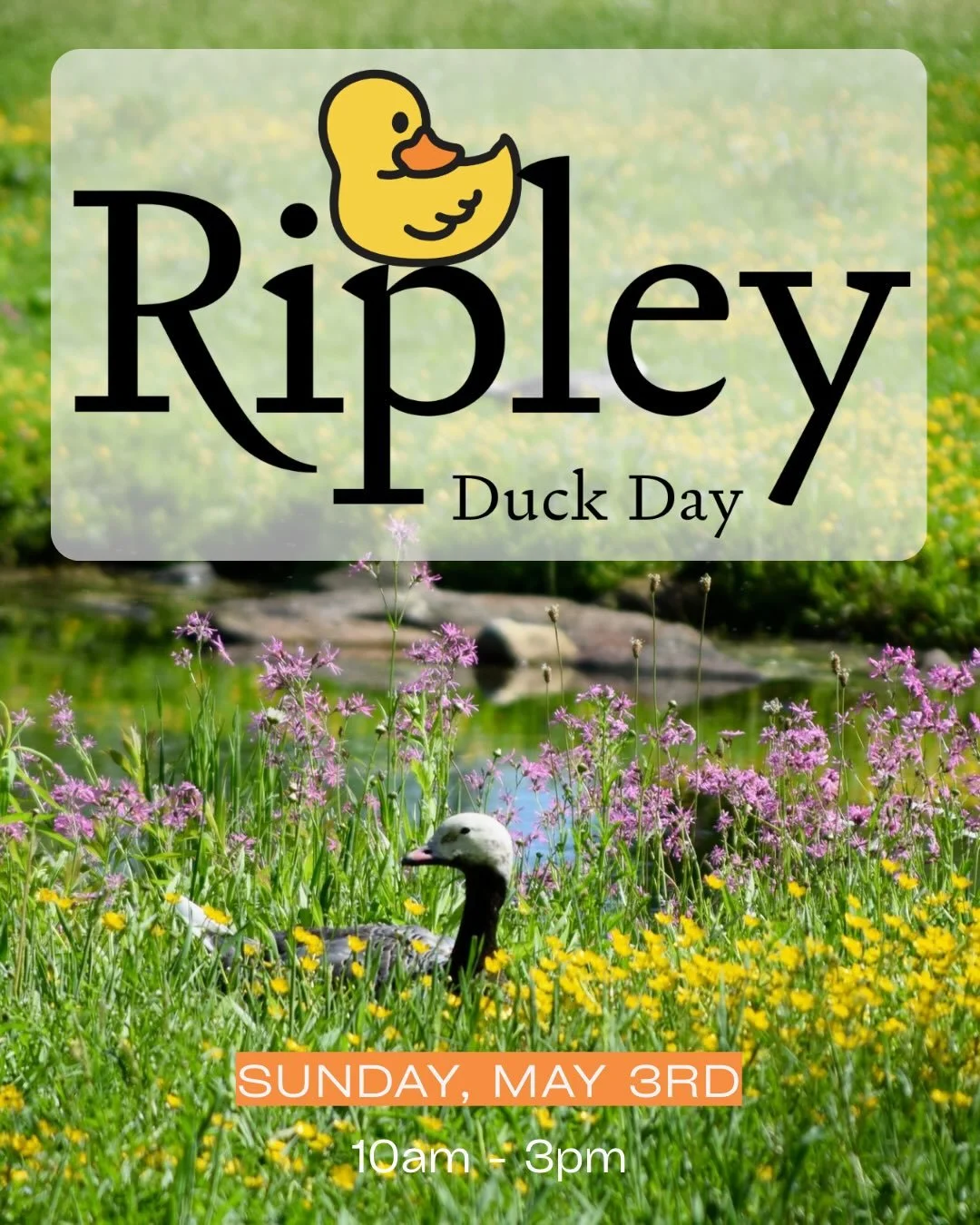 It&rsquo;s opening weekend! Our first visitation day of the season is this Friday, May 1st and the weekend closes off with our Annual Duck Day! 

Duck Day 2026- Sunday, May 3rd | 10am-3pm
$10 per person | Kids under 12 &amp; members are FREE!
Tickets