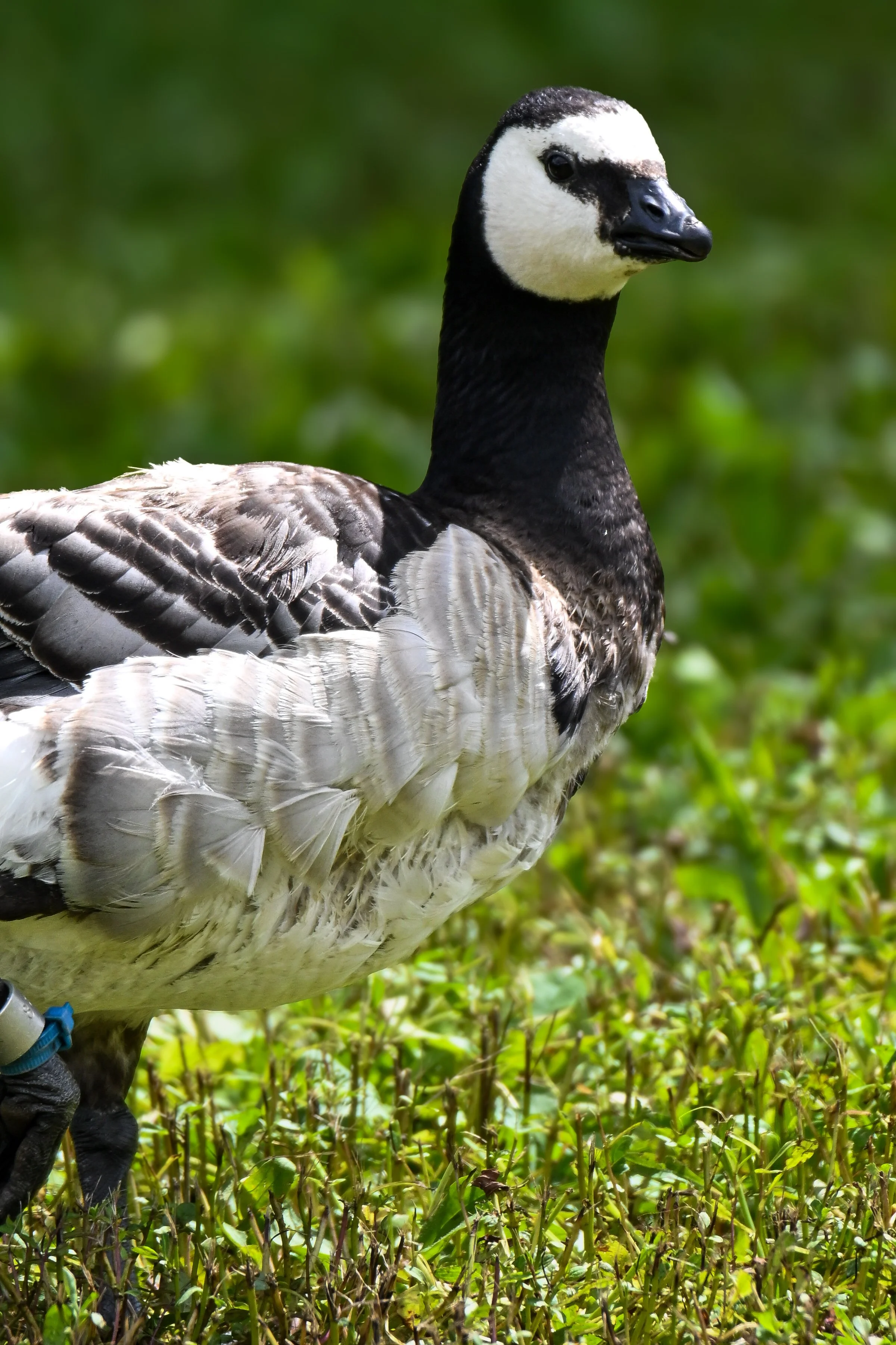 Barnacle goose