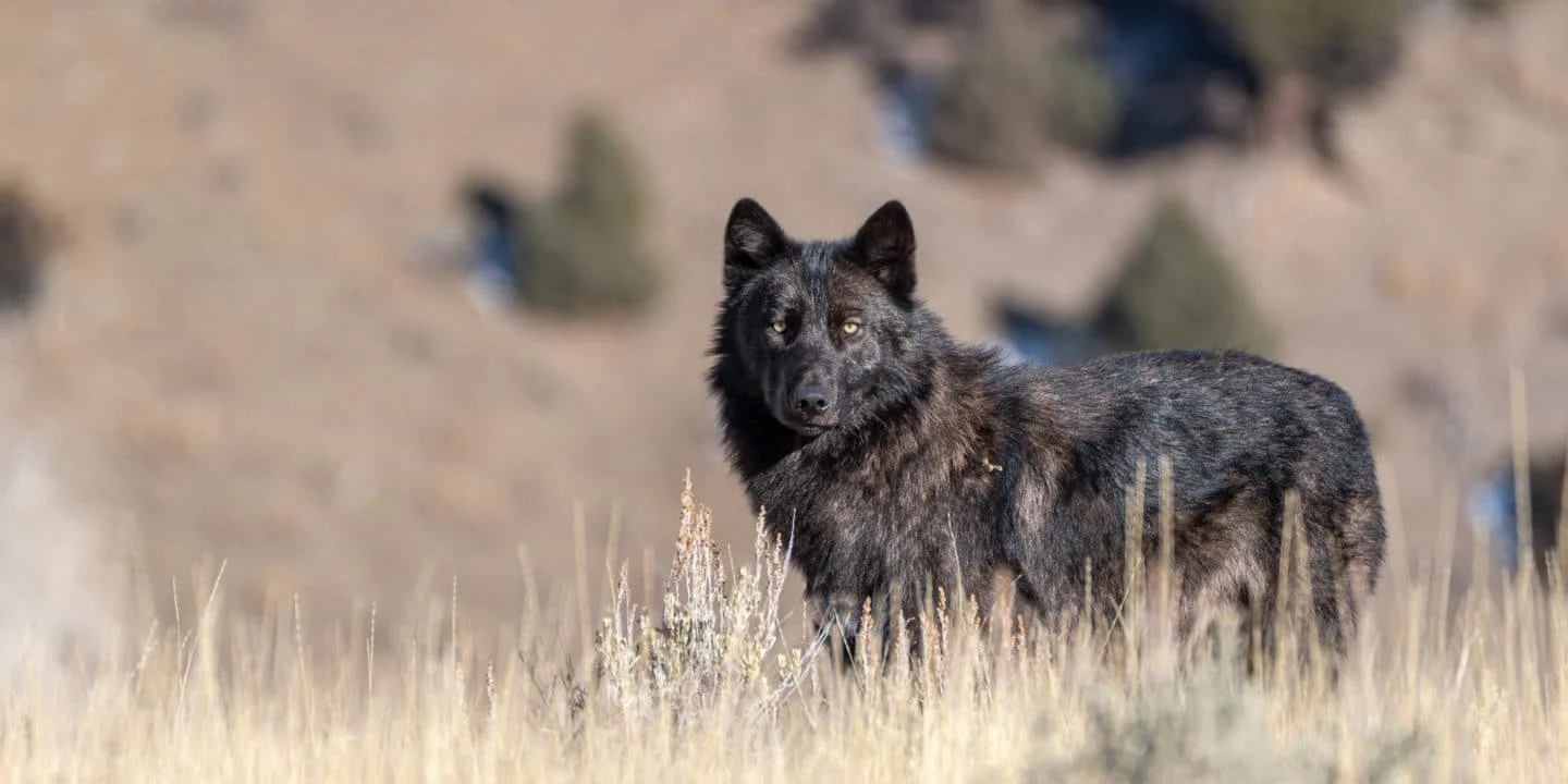 Return of the Wolf: 6 Day Wildlife Expedition to Yellowstone National Park