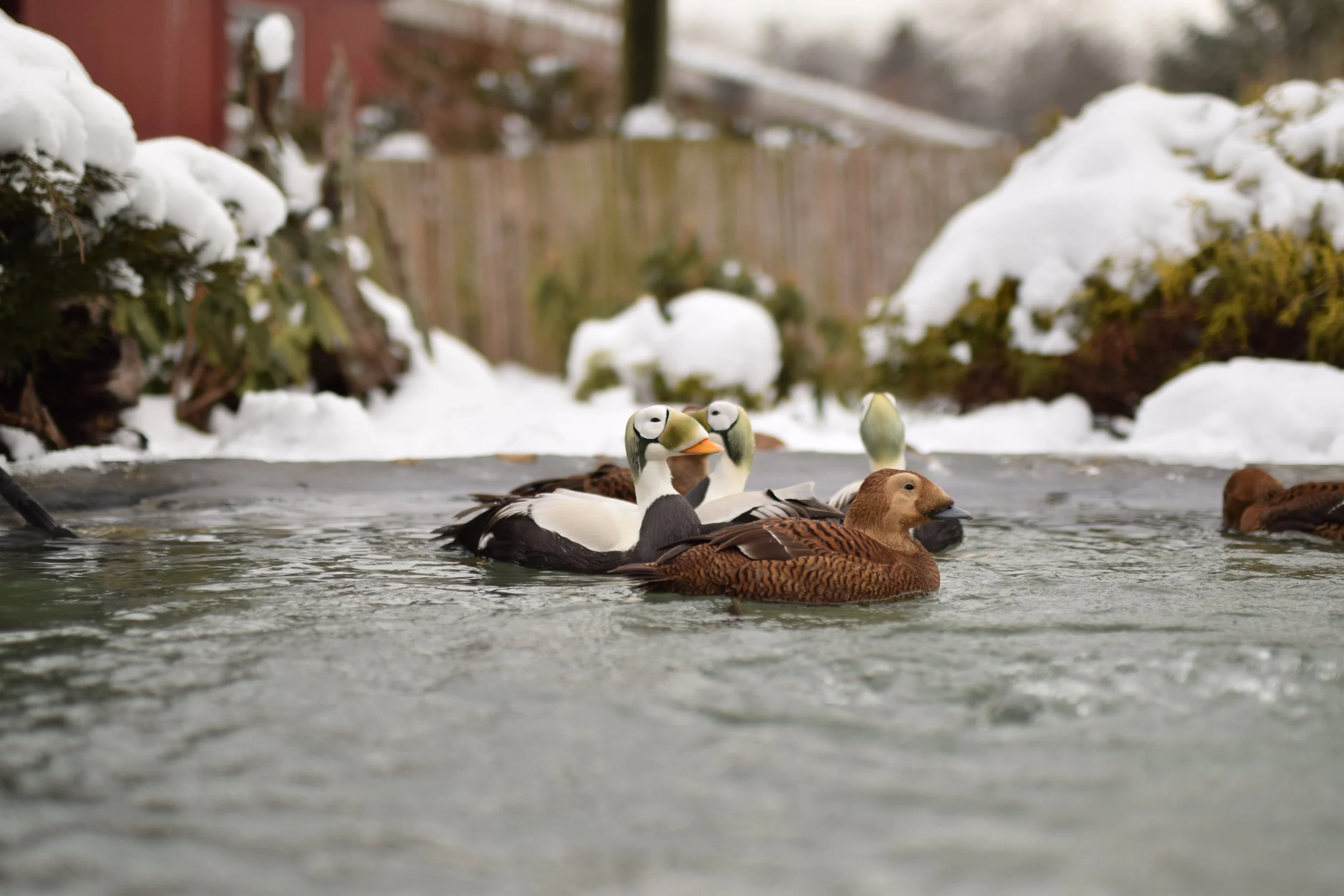 Spectacled eiders