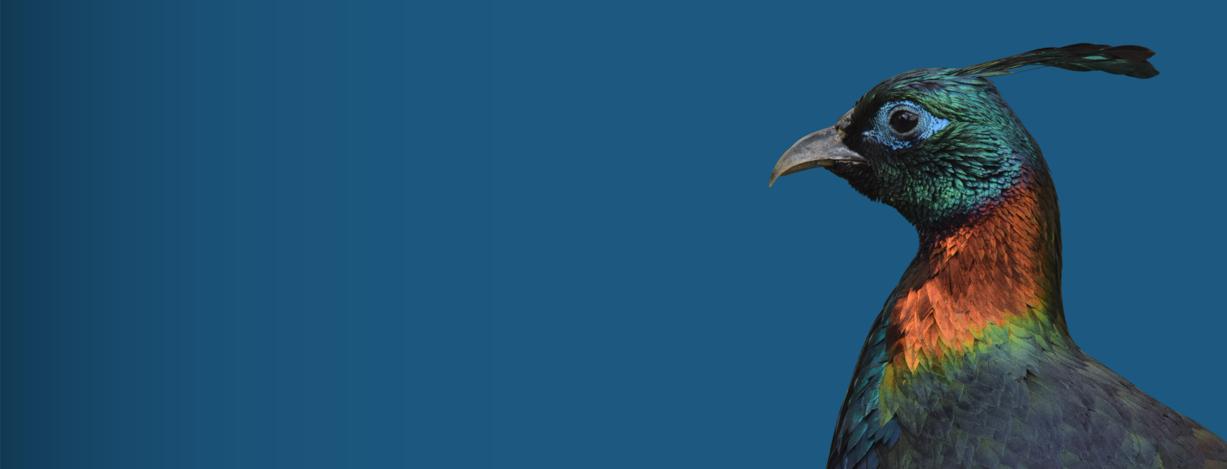 Collection Plan — Ripley Waterfowl Conservancy