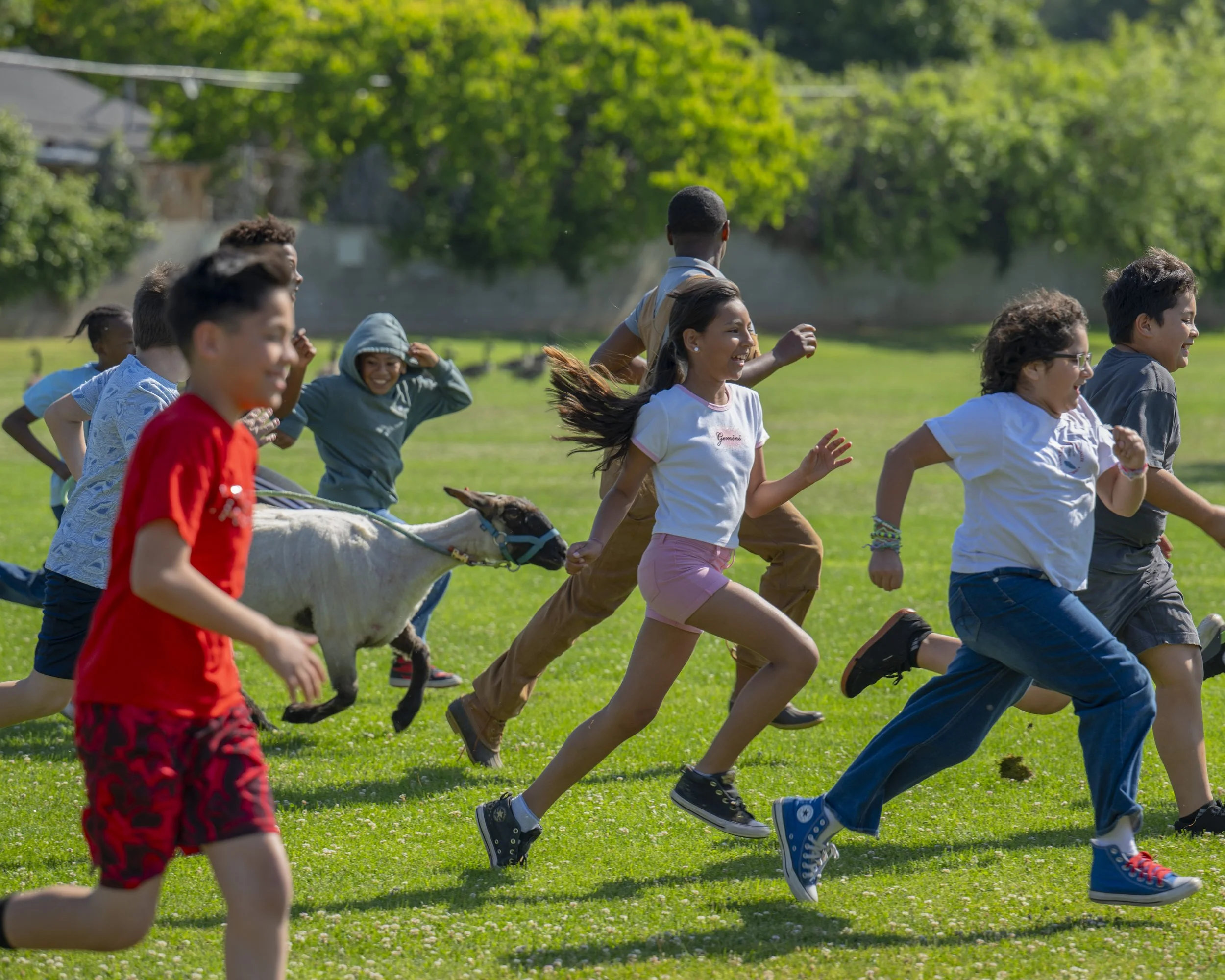 Kratt Elementary Sheep Shearing40.jpeg