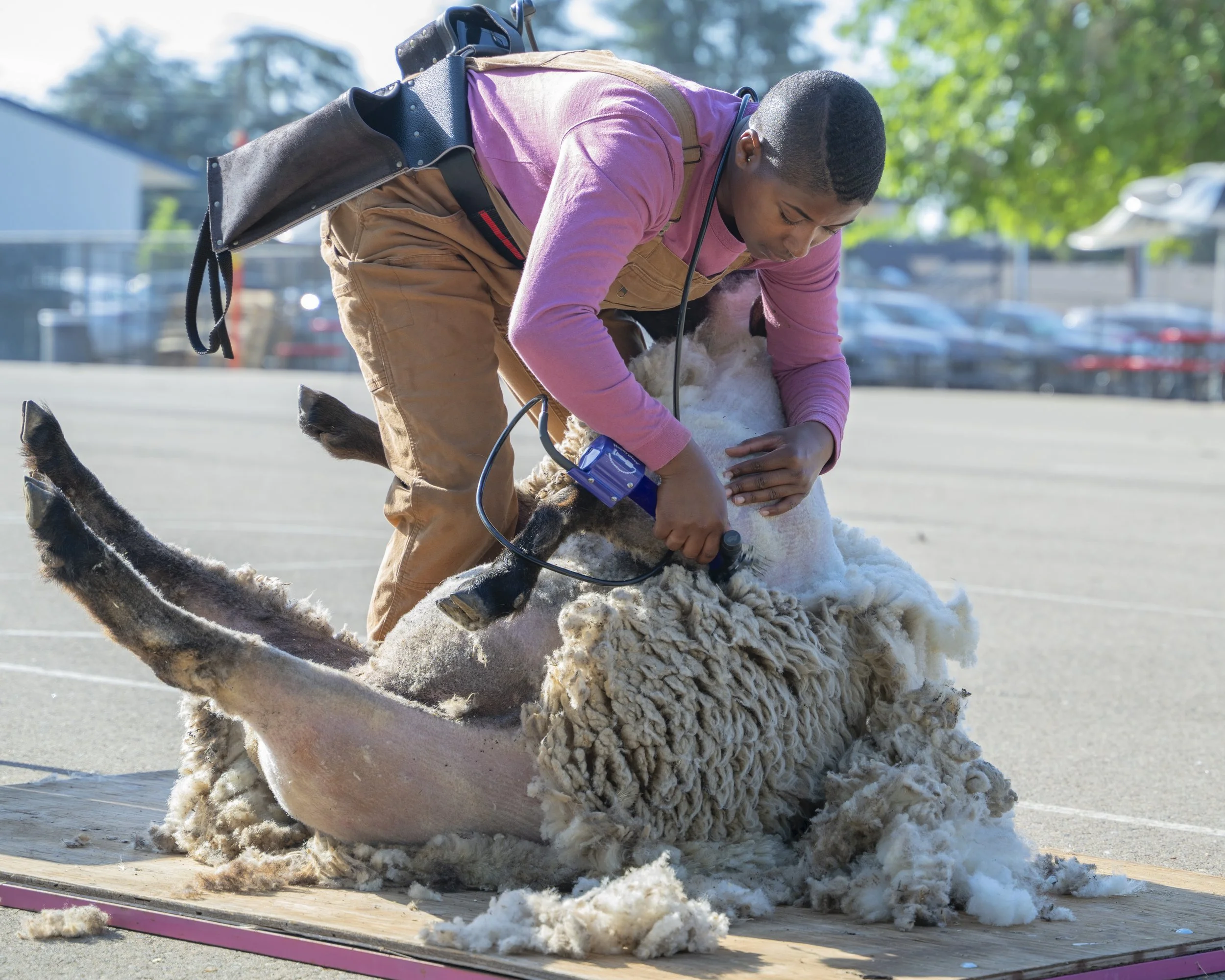 Kratt Elementary Sheep Shearing20.jpeg