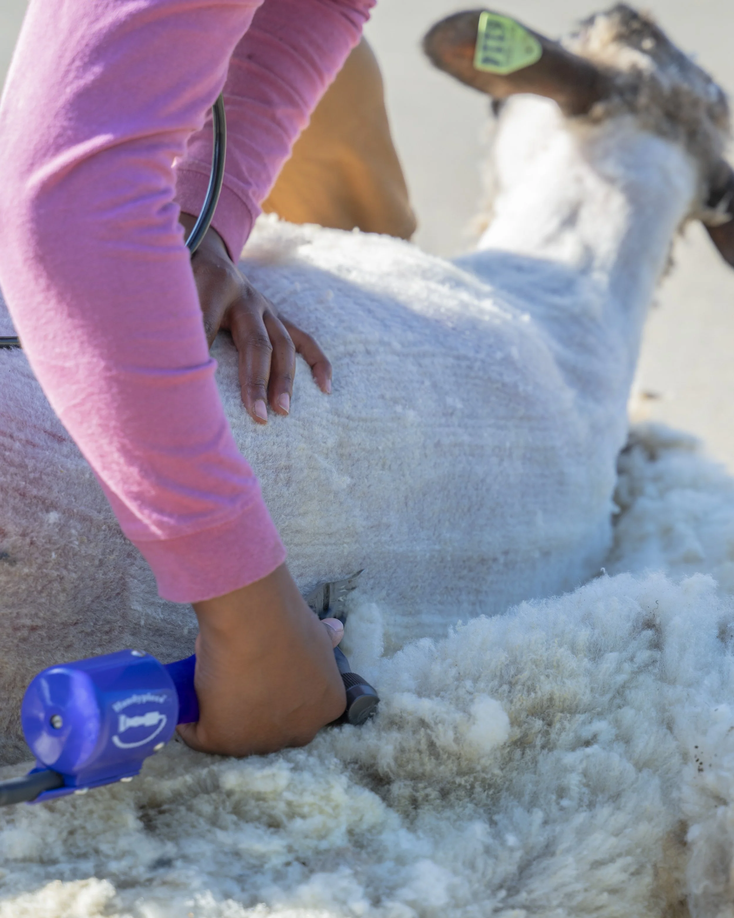 Kratt Elementary Sheep Shearing22.jpeg