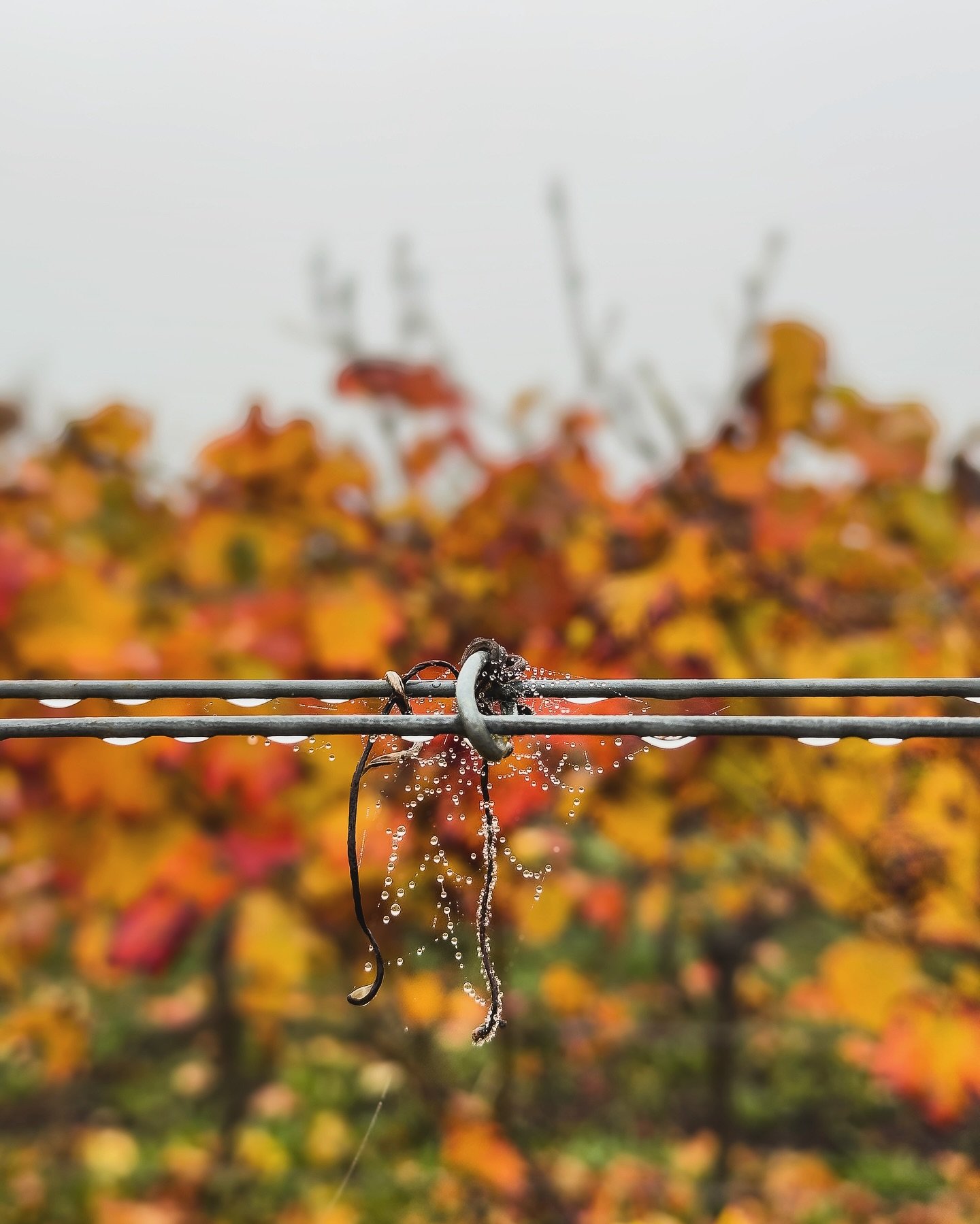 Wir sind dabei, den Drahtrahmen f&uuml;r den Rebschnitt vorzubereiten - das hei&szlig;t wie legen die Dr&auml;hte, die die Triebe im Sommer gehalten haben, wieder nach unten. Ich liebe die mystische Stimmung im Herbst! 🍂
Habt einen guten Start in di