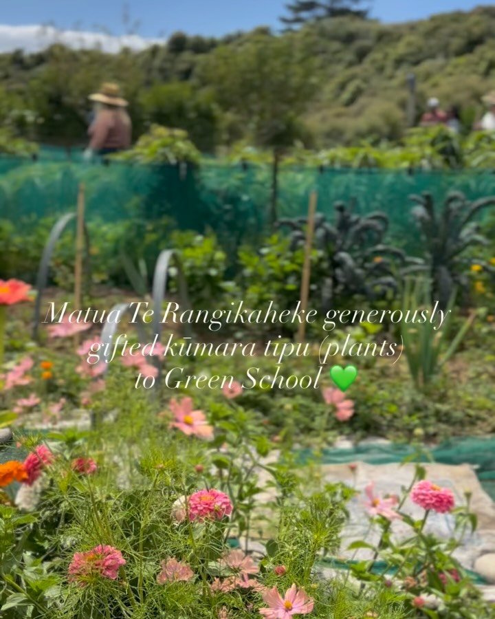 Back in November, Matua Te Rangikaheke very generously gifted our kura a collection of kūmara tipu (plants). Since then, they have been growing quietly in our māra, nourished by the whenua, the rain, and the care of our learners. 🌱
On Wednesday, dur