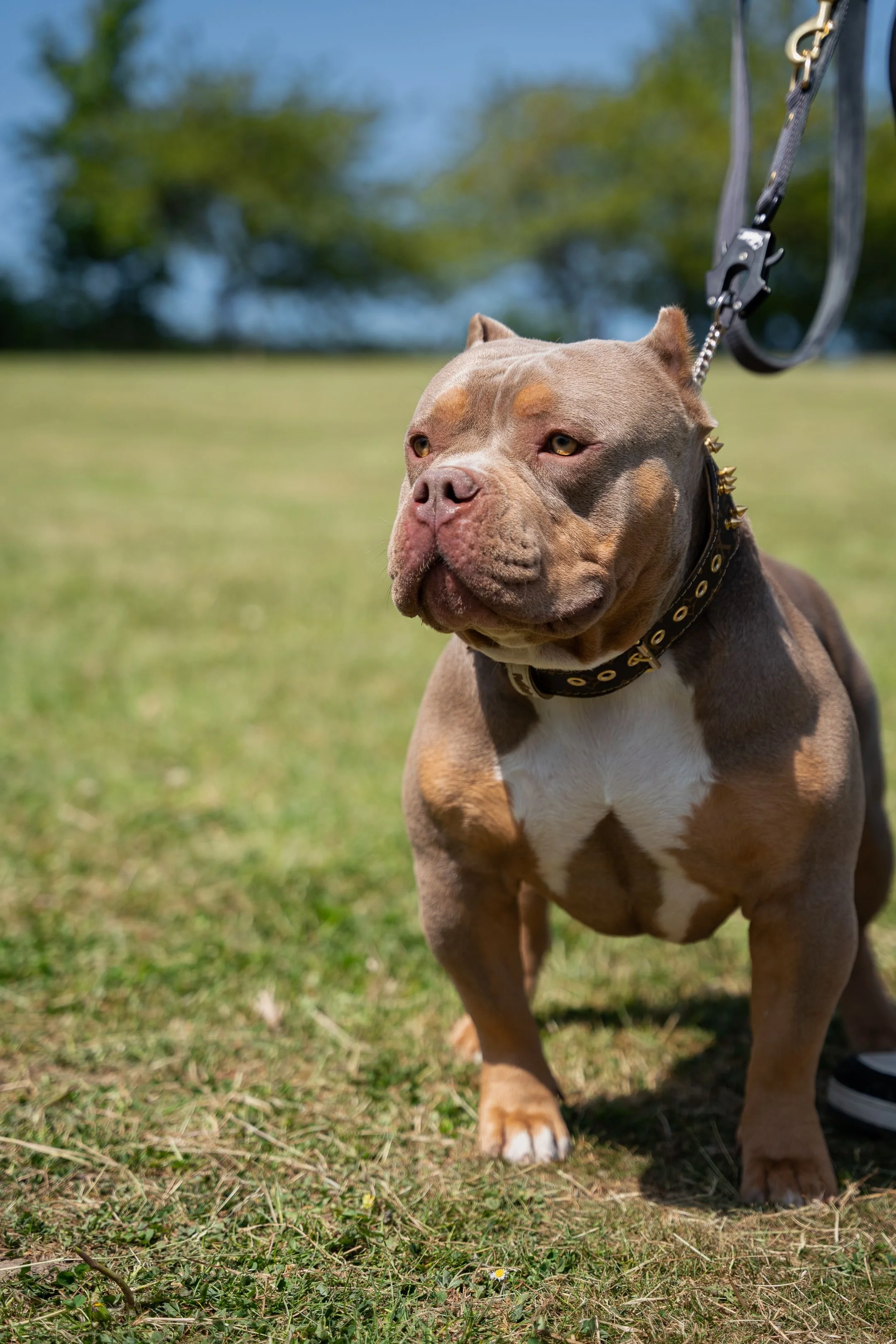 PRESS RELEASE- New safety measures introduced to protect children around banned dog breeds