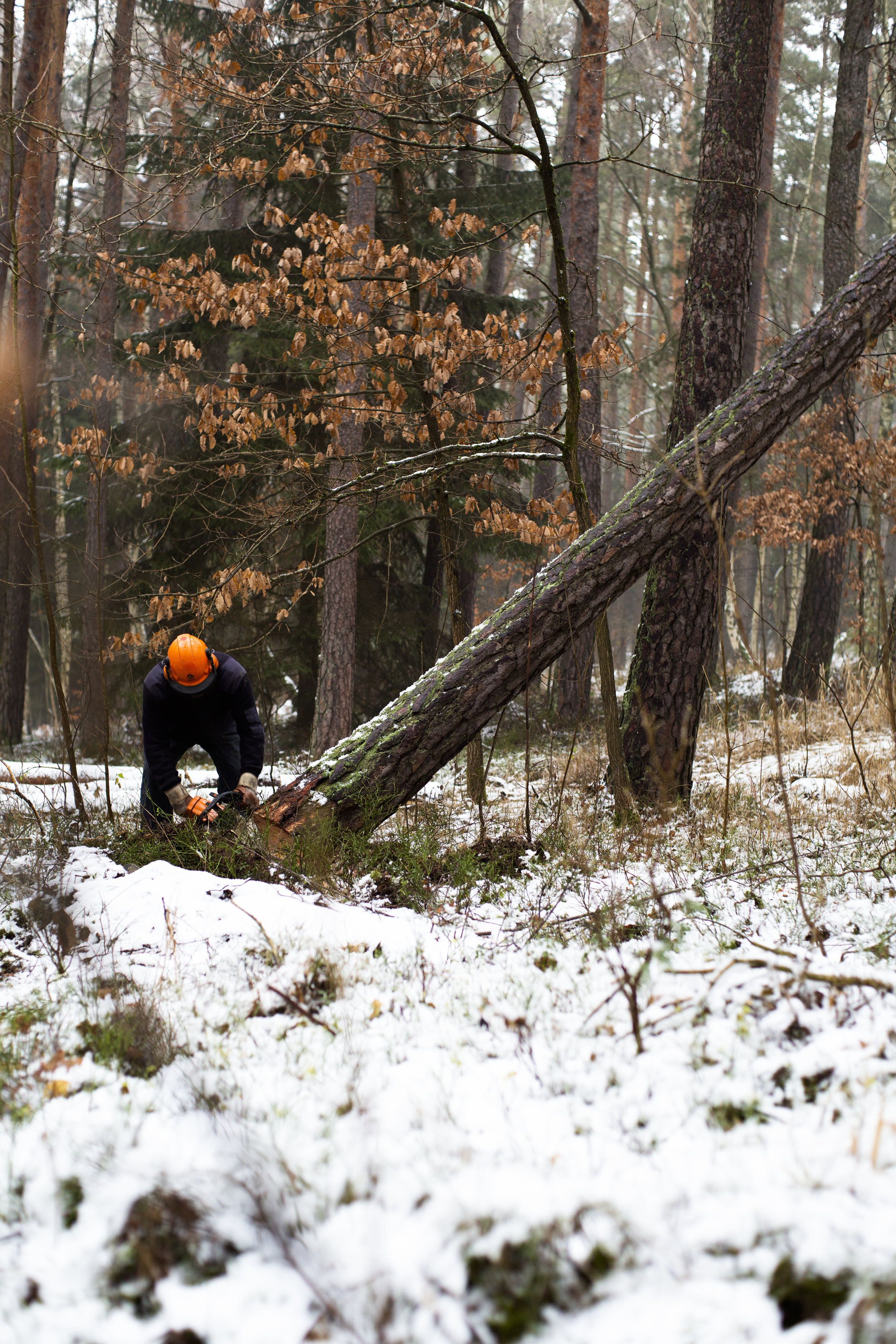 Chainsaw Operations for Managers & Supervisors