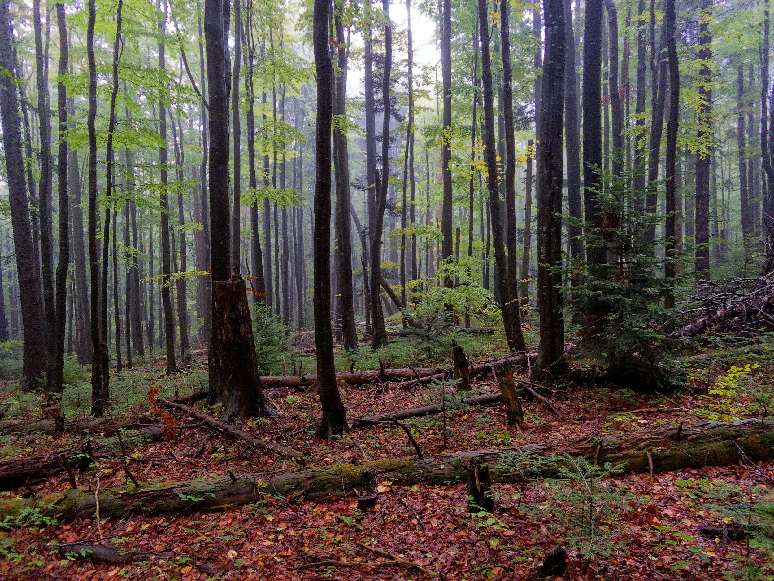 Environmental Awareness for Managers &amp; Supervisors