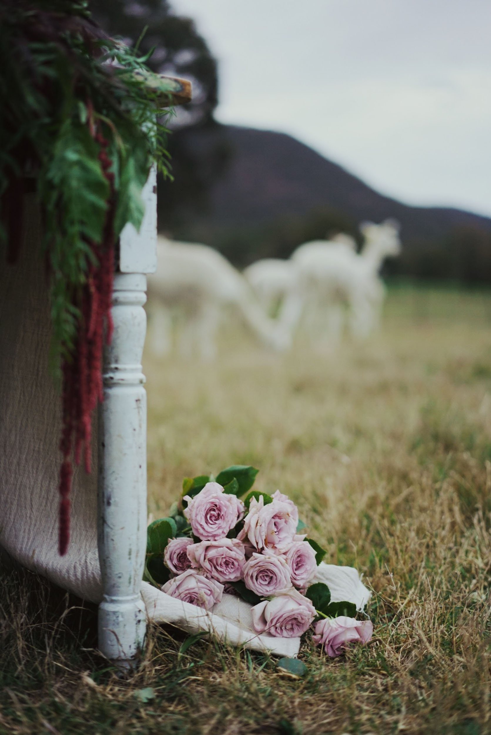 Rustic Country wedding at Starline Alpaca Farm - Wedding Ceremony styling 