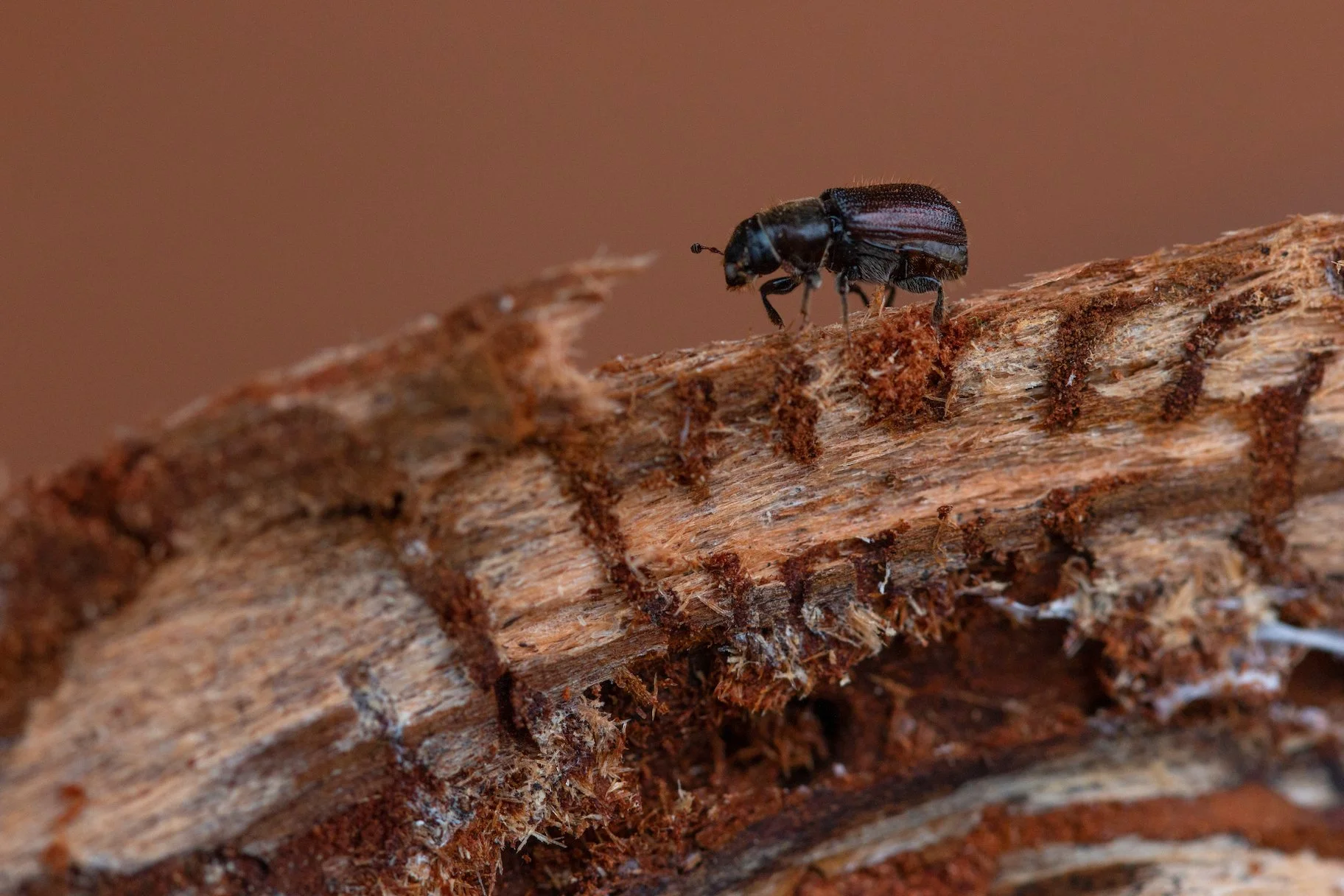 Bubble Cap Orders Open!