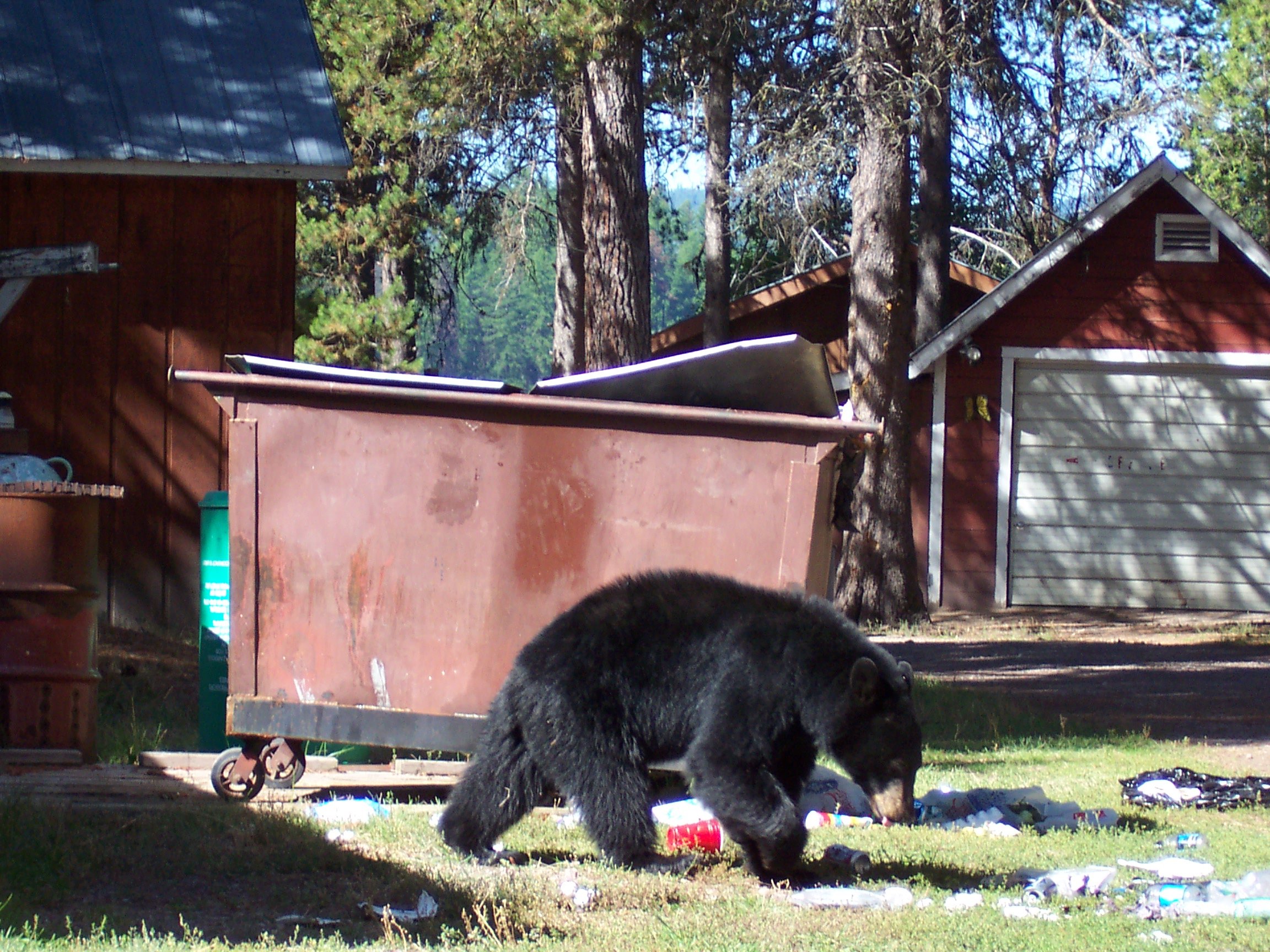  Learn what things on your property might be an attractant for bears 