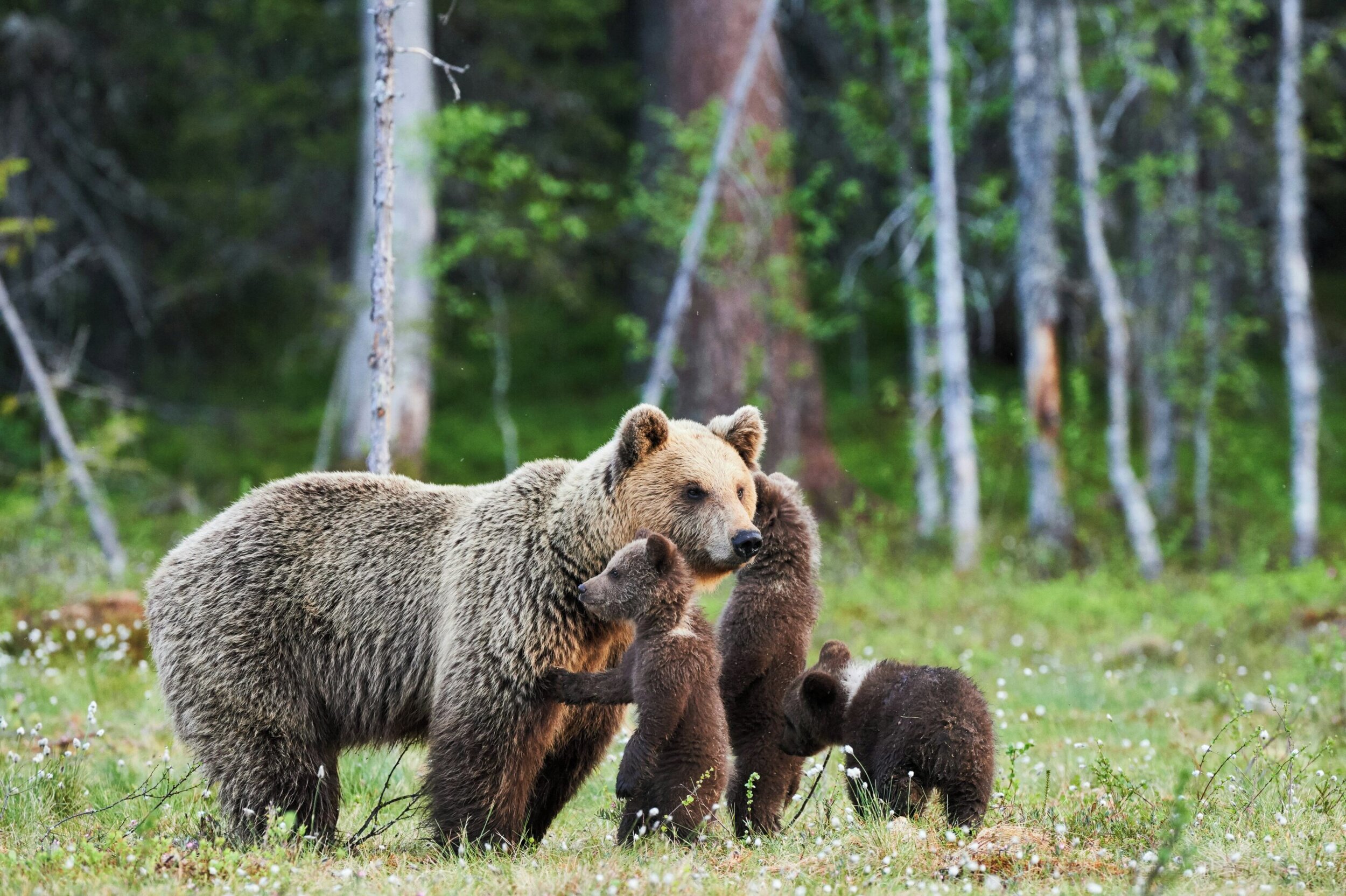 Swan Valley Bear Resources was created with a mission to promote human bear coexistence, and with that comes safety for both humans and bears.⁣
⁣
Grizzly bears provide maternal care for their offspring for two years. At around two years of age, adole