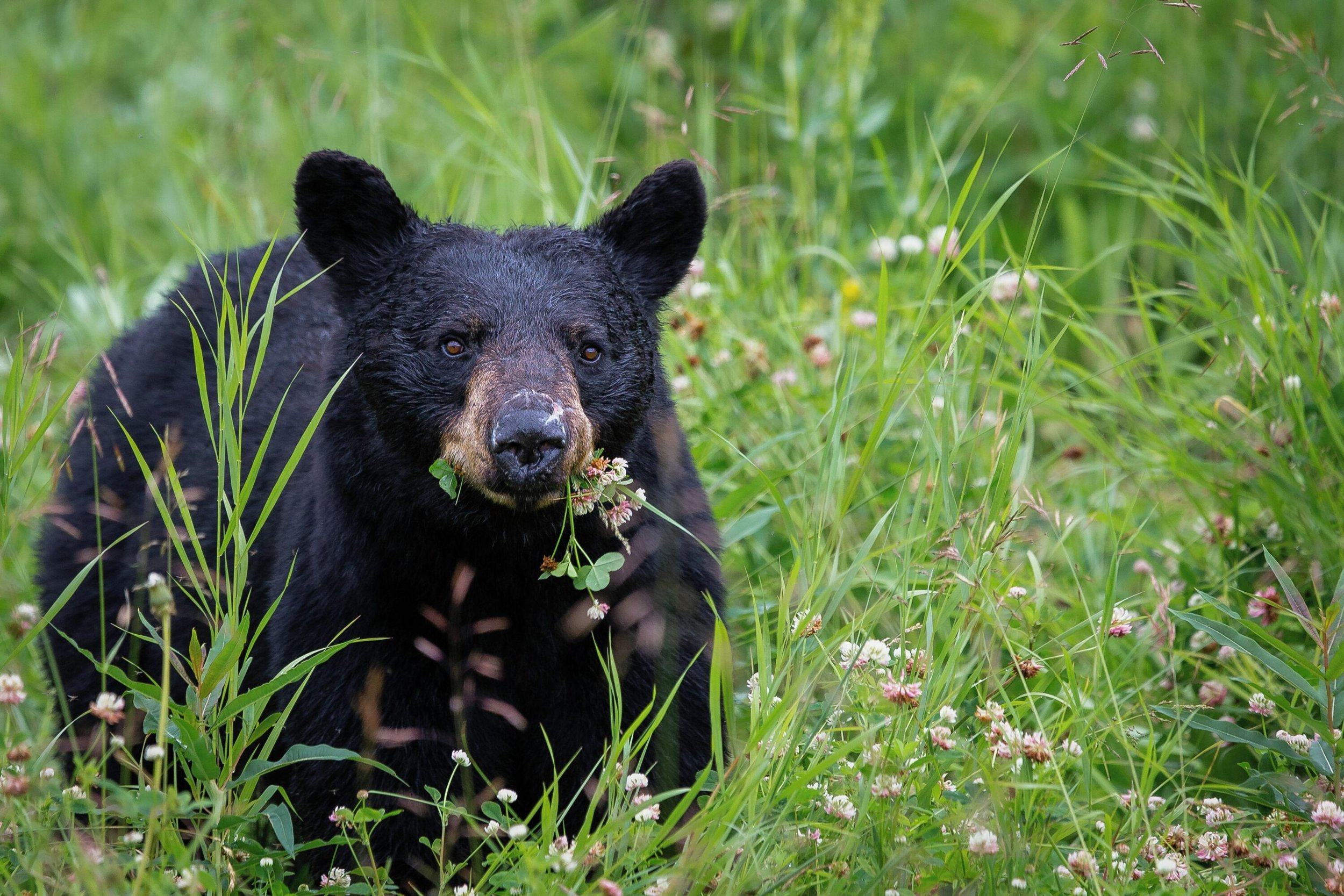 The mission of Swan Valley Bear Resources is to offer community resources to promote coexistence between people and bears. The two most prominent human attractants in our area are garbage and chickens. Securing these attractants with electric fencing