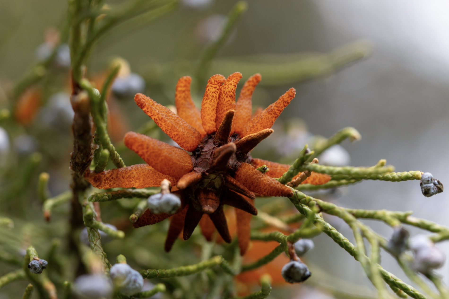 Insects & Disease Workshop with MT DNRC