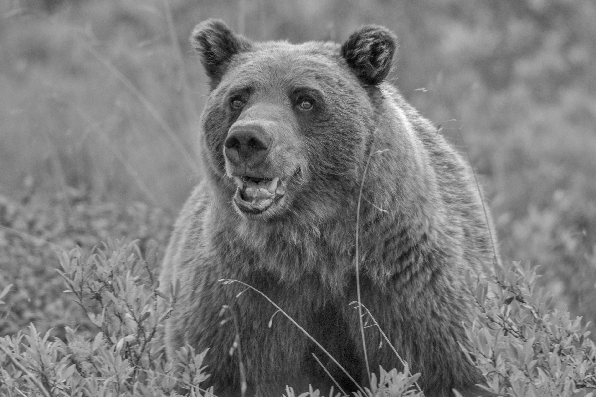 Bear Safety Pint Night at Blackstar (Whitefish)