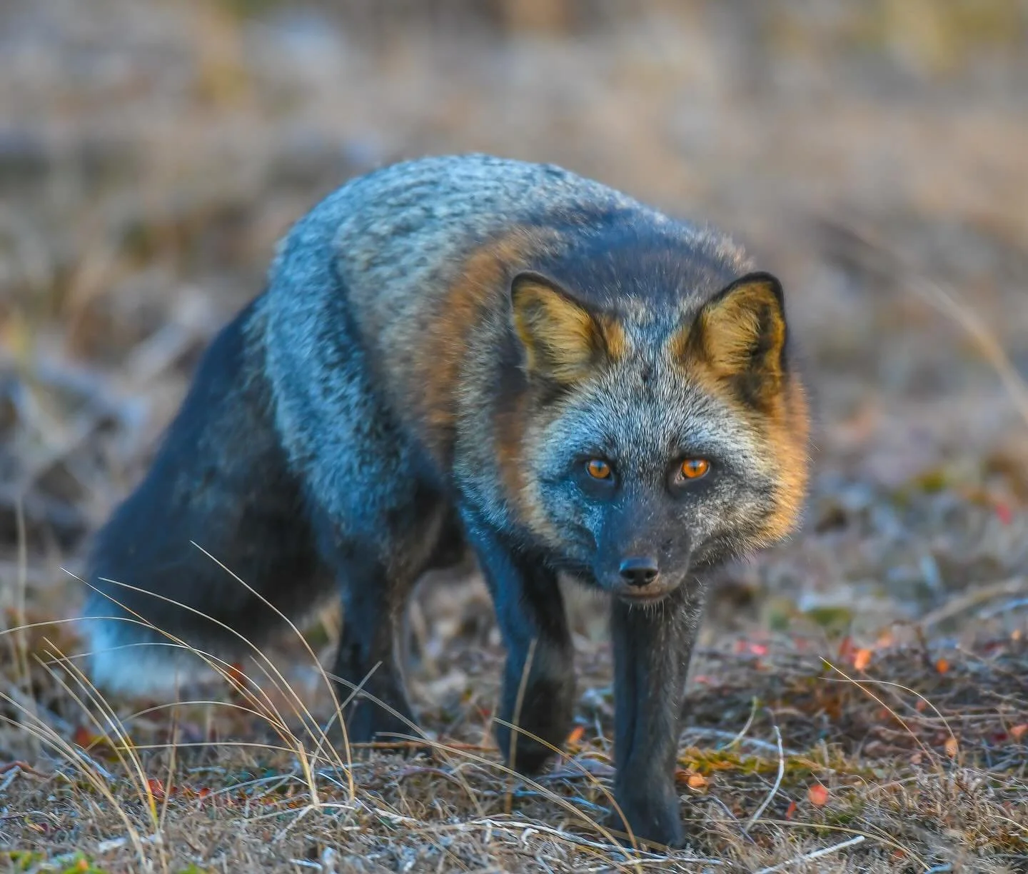 It&rsquo;s the last day of our Wild for Wildlife match campaign! 

We hope you&rsquo;ve enjoyed all of the trail camera footage we&rsquo;ve shared over the past month, and we hope you learned a few new things about our wild neighbors along the way. 
