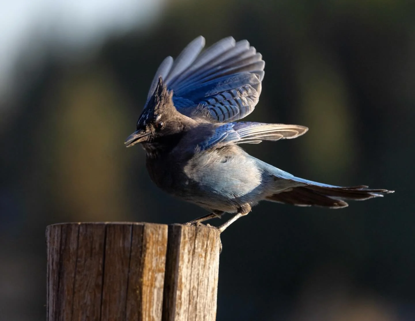 Late next month will mark the 126th(!)-annual @audubonsociety Christmas Bird Count. 

You can contribute to this impressive dataset by counting all the birds you see or hear within our Upper Swan count circle (or join a group local to wherever you ar