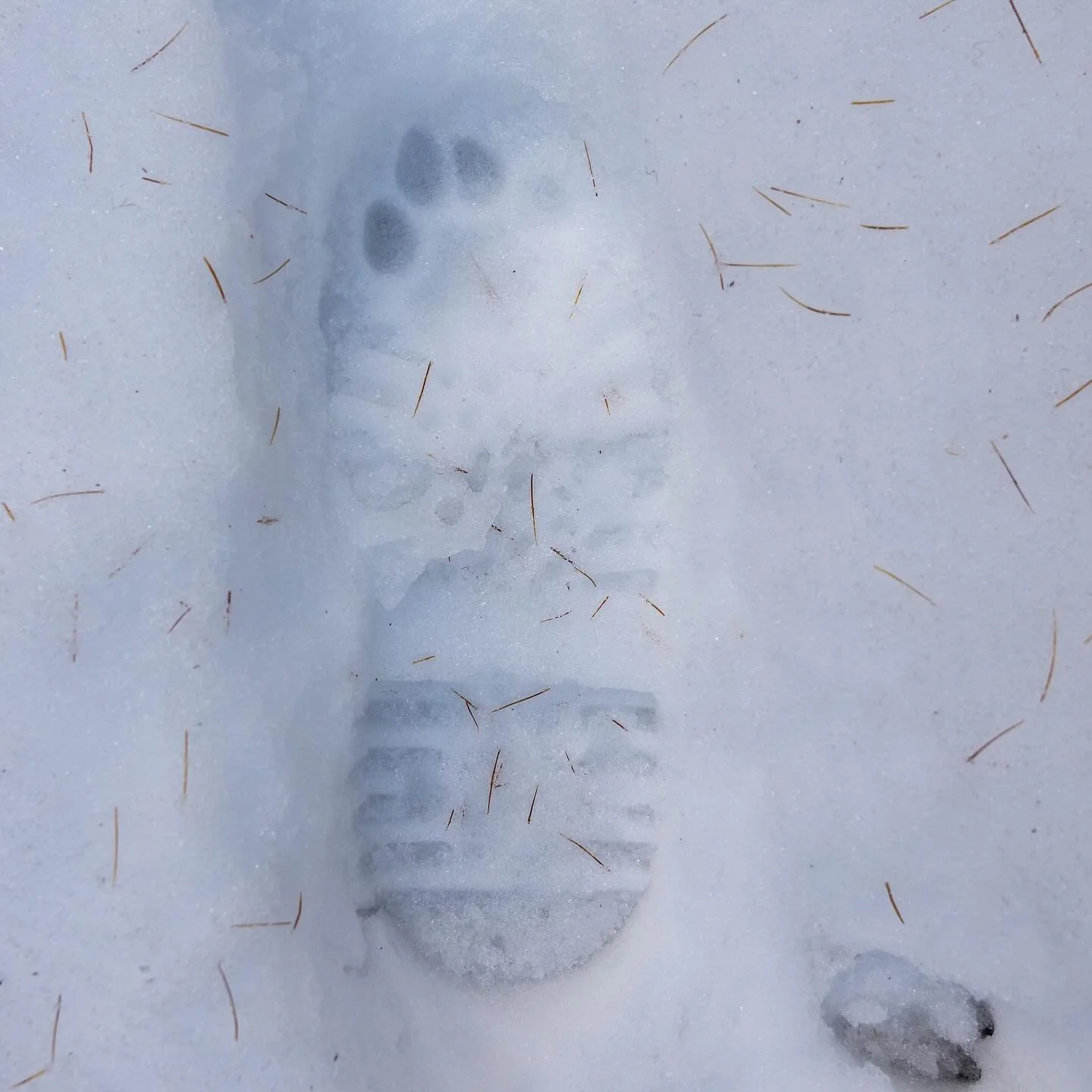 Winter is around the corner, and so is our scholarship deadline for our Weeklong Wildlife Tracks &amp; Sign Course in January!

Spend a week in the field with us, earn two credits (optional), and gain your @trackercertification wildlife tracks and si