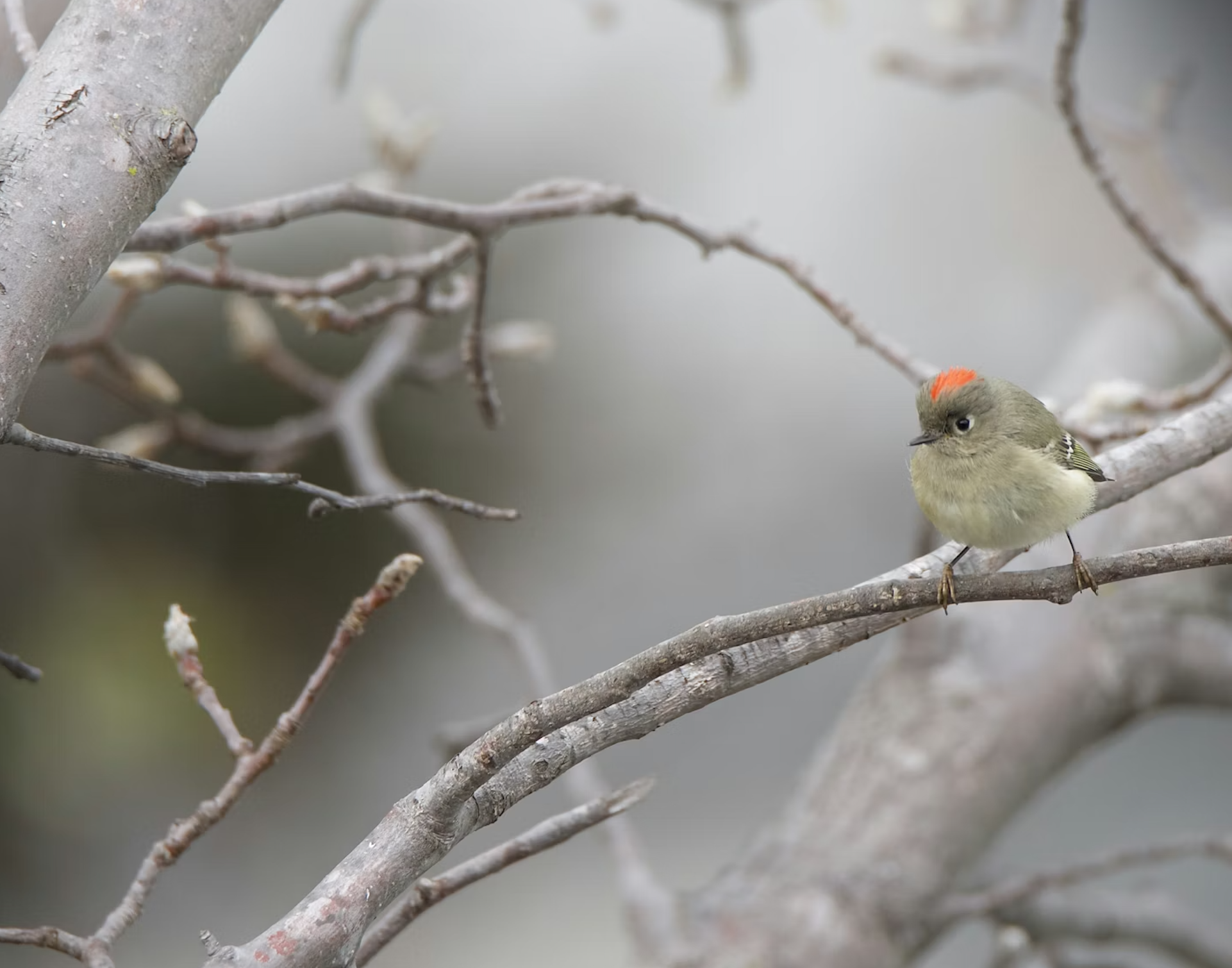 Birds & Buds Walk (Bigfork)