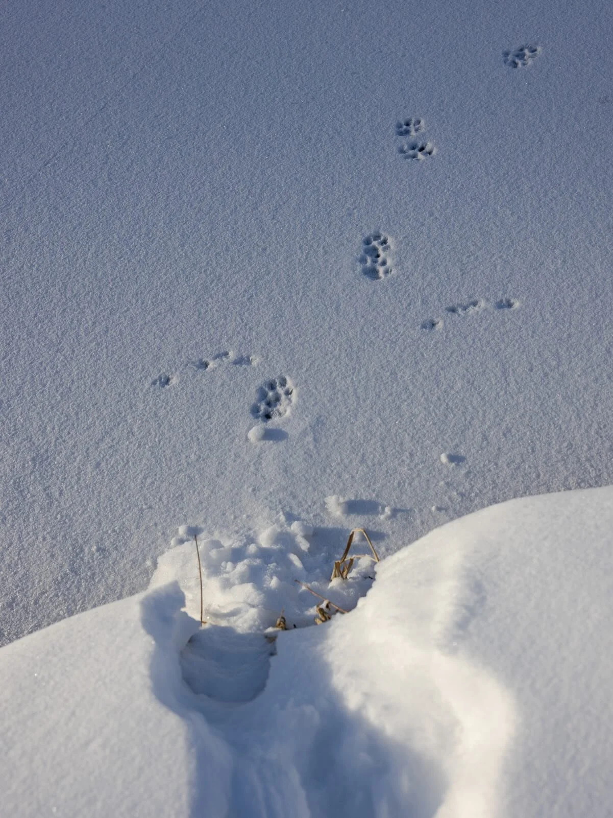 Opportunities for getting out with us for winter tracking are disappearing&hellip;

Our February 28th class is full and there&rsquo;s ONE spot left in our March 7th class.

So, we highly recommend snagging one of the spots that just opened up in our 