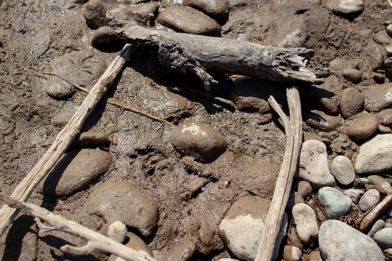 Hoping to take a summer course with us? Whether you want to spend 6 weeks studying endangered species and collaborative conservation, or get your Montana Master Naturalist or Wildlife Tracks &amp; Sign certification, we&rsquo;ve got lots of exciting 