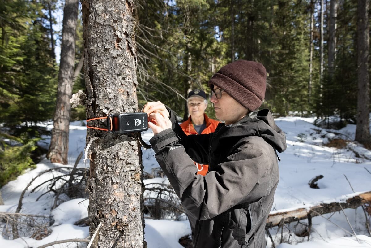 We are excited to announce that the&nbsp;@owlresearchinstitute (ORI) and Swan Valley Connections are partnering for a third season of forest&nbsp;owl&nbsp;monitoring in the Swan Valley, and we are looking for volunteers to help!

For those new to the