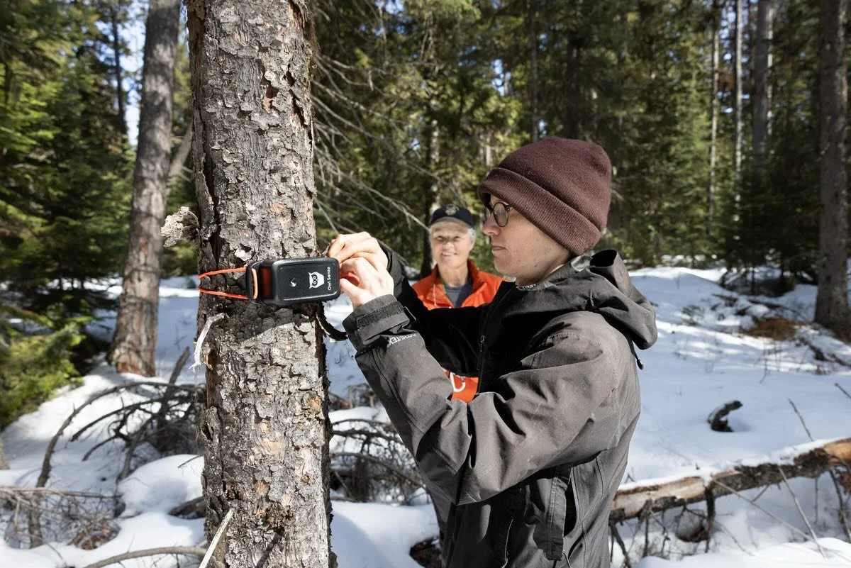 We are excited to announce that the&nbsp;@owlresearchinstitute (ORI) and Swan Valley Connections are partnering for a third season of forest&nbsp;owl&nbsp;monitoring in the Swan Valley, and we are looking for volunteers to help!

For those new to the