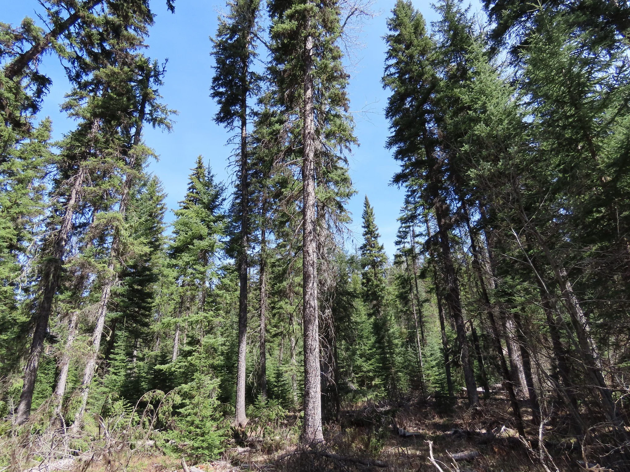 USFS Piper Creek Project Public Tour