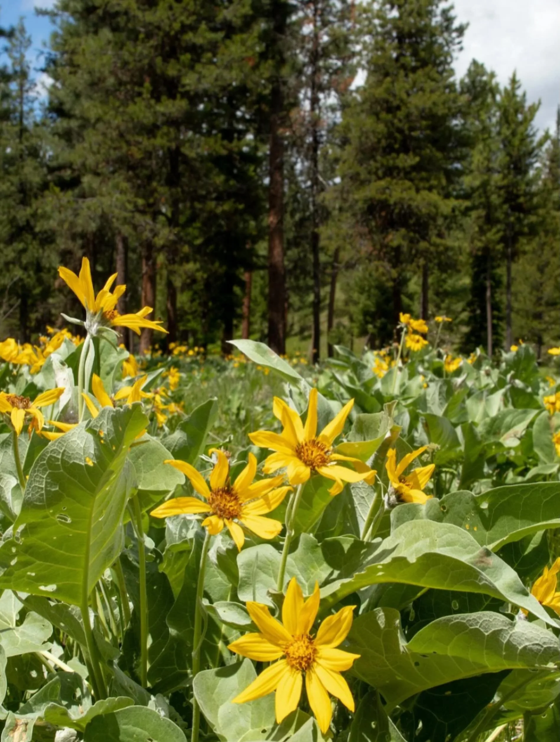 The Swan Legacy Forest (SLF) is the last &frac14; section (160 acres) of the Montana Legacy Project within the Swan Watershed, which was donated to SVC by The Nature Conservancy (TNC) in 2018. An effort led by The Trust for Public Lands and TNC, the 