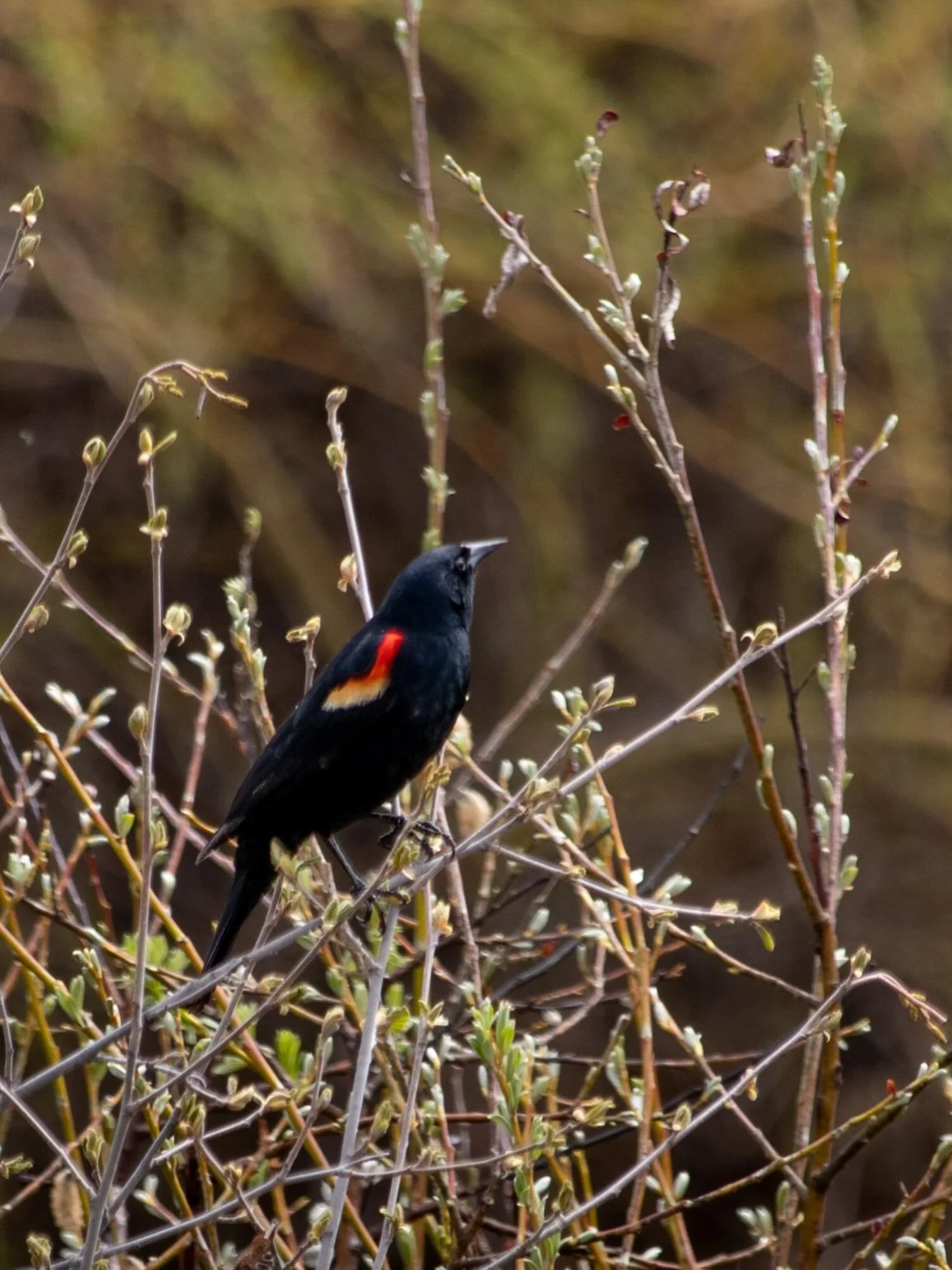 What are your Global Big Day plans?

Global Big Day is an annual @cornellbirds celebration (and tally) of the birds around you, and it&rsquo;s happening this Saturday, May 9th!

You can participate from home or go out with a group of fellow bird nerd