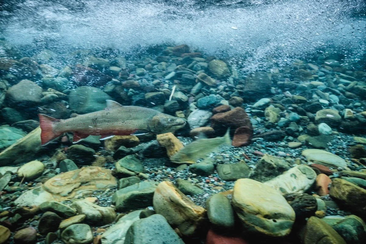 &bull;Lake &amp; Bull Trout in the Swan&bull;

Join SVC and @montanafwp fisheries biologist Leo Rosenthal on Wednesday, August 5th at the Swan Valley Community Hall for a free community potluck &amp; presentation!

Leo will describe the history of la