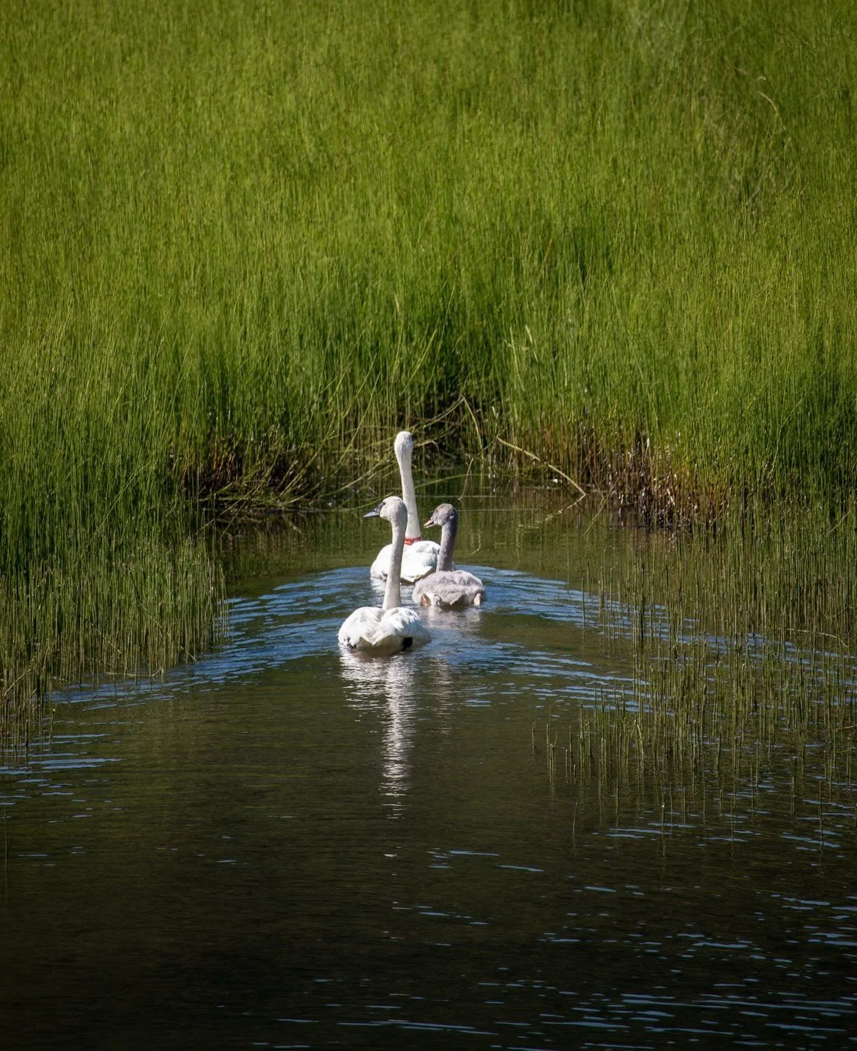 Exciting news!

A trumpeter swan pair and FOUR cygnets have been spotted on Swan Lake near the Swan River National Wildlife Refuge (SRNWR)!

Did you know: 2019 was the first year we had a successful nesting pair in the Swan Watershed in OVER 100 YEAR