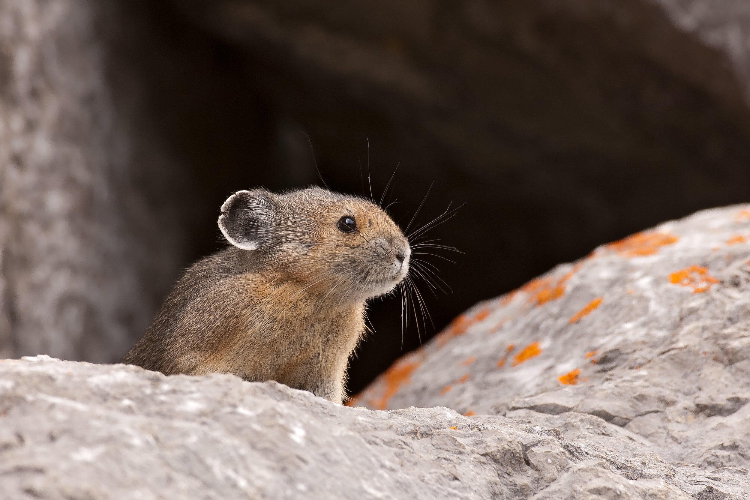 Wild for Wildlife Match Campaign Begins!